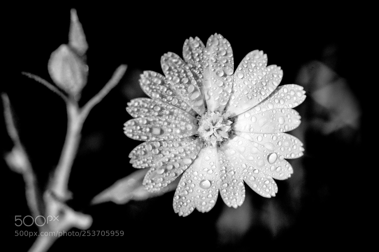 Nikon D7100 sample photo. Flower power #5 photography
