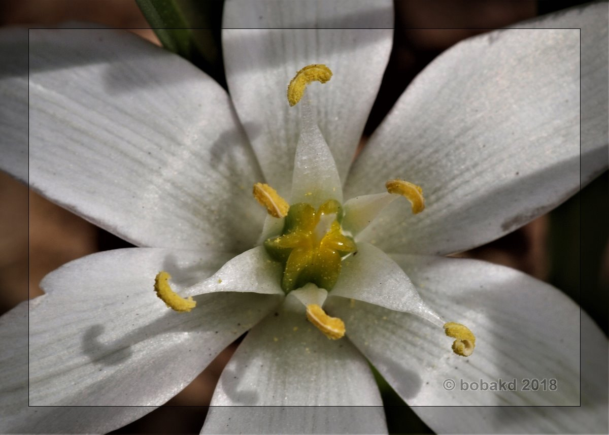 Olympus E-620 (EVOLT E-620) sample photo. Wildflower photography