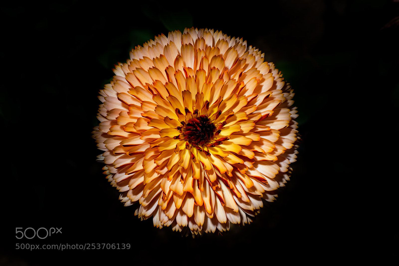 Nikon D850 sample photo. Flower photography