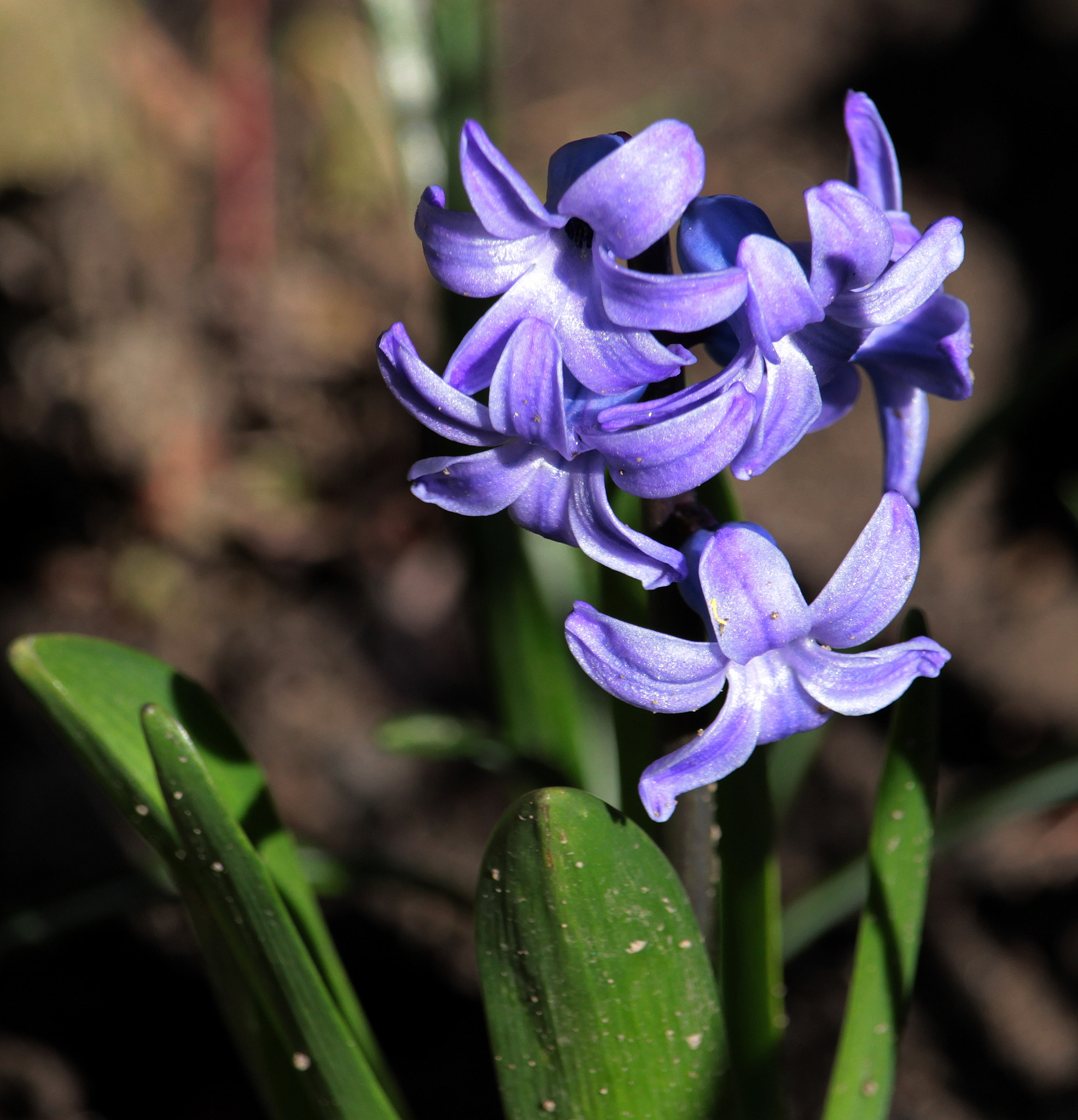 Canon EF-S 55-250mm F4-5.6 IS STM sample photo