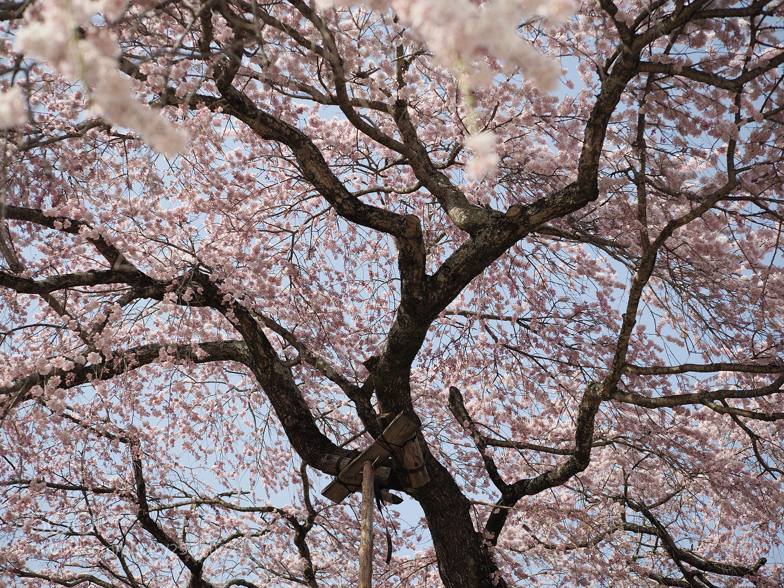 Olympus OM-D E-M1 Mark II sample photo. 桜色の傘 | cherry-colored umbrella photography
