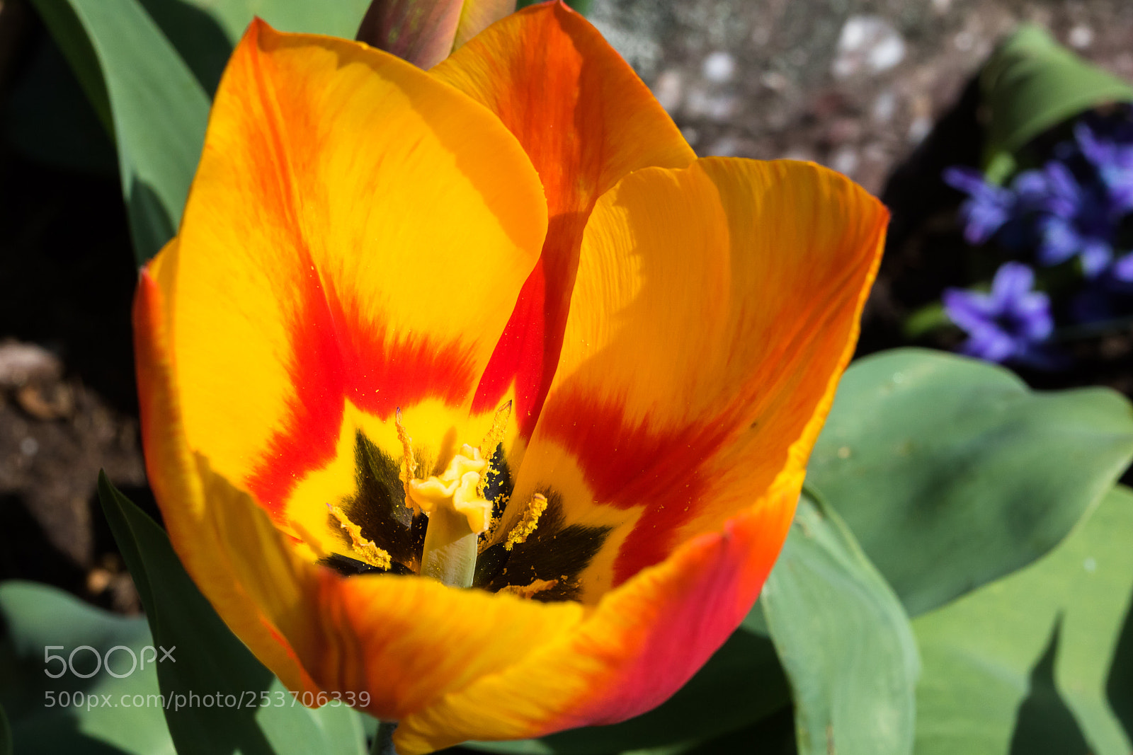 Canon EOS 760D (EOS Rebel T6s / EOS 8000D) sample photo. L'écrin photography