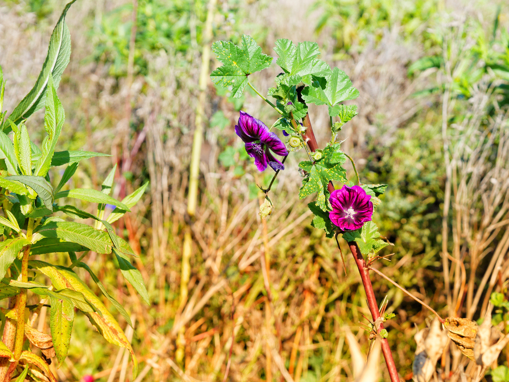 Panasonic Lumix DMC-GF7 sample photo. Flower field photography