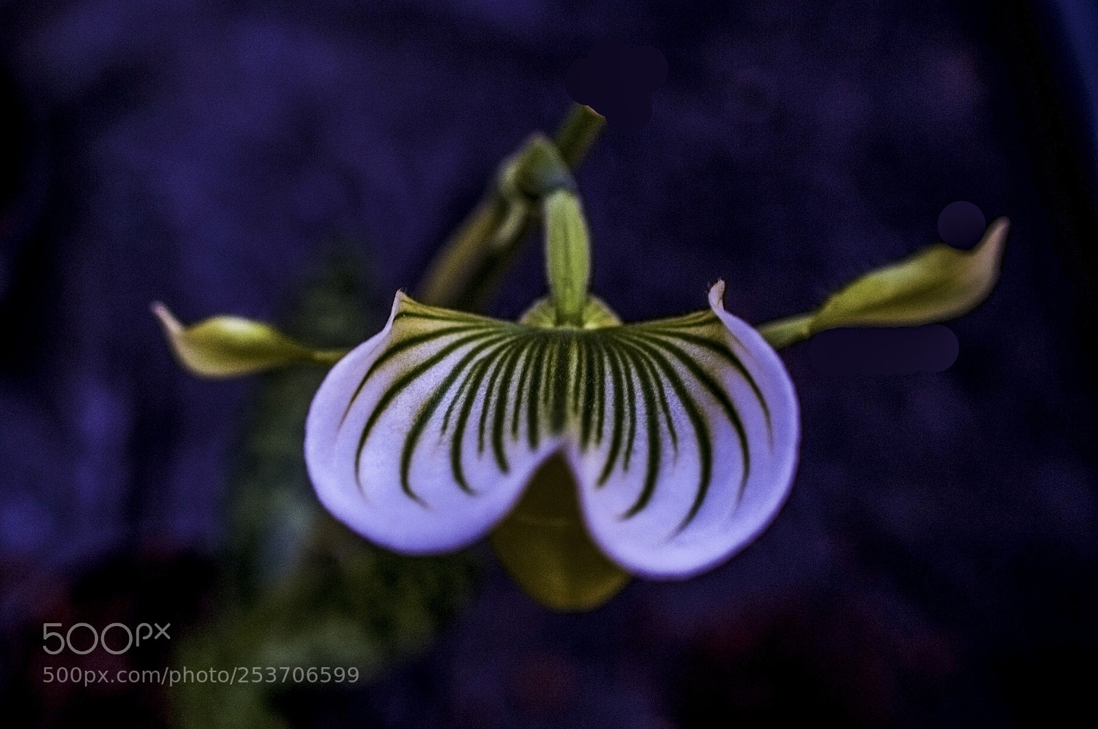 Nikon D700 sample photo. A white orchid in photography