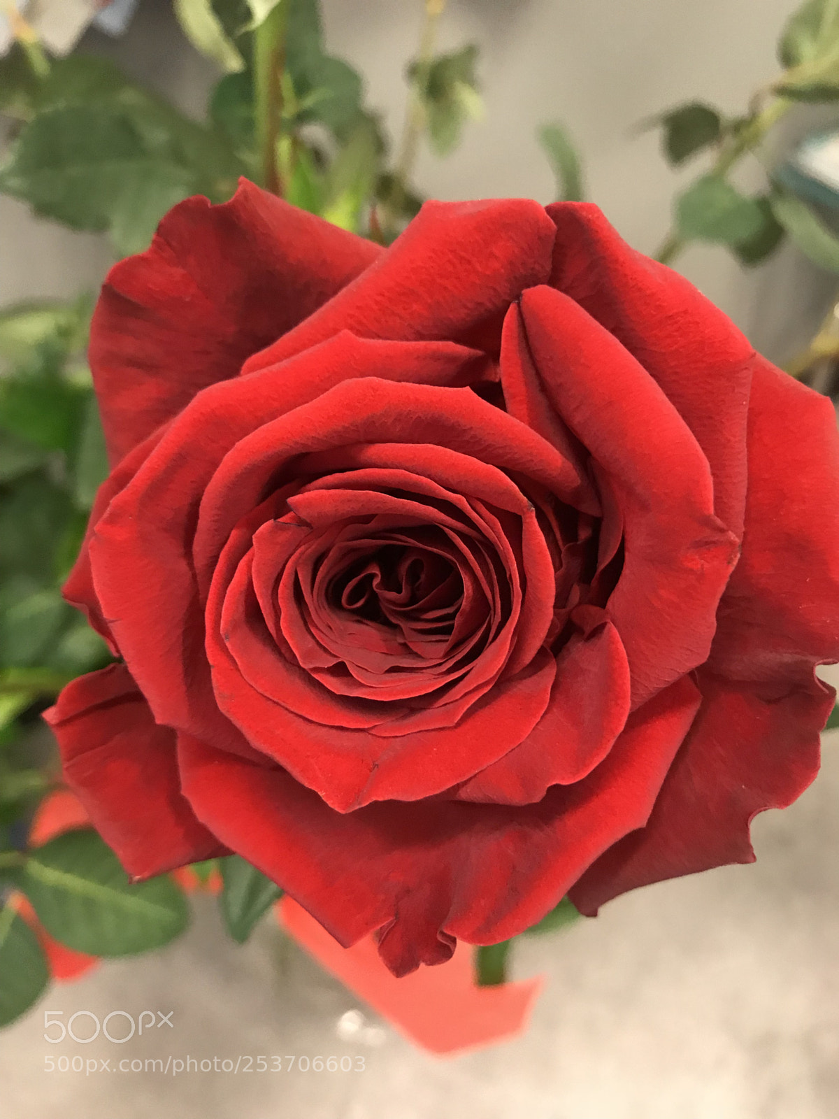 Apple iPhone 7 Plus sample photo. Red rose photography