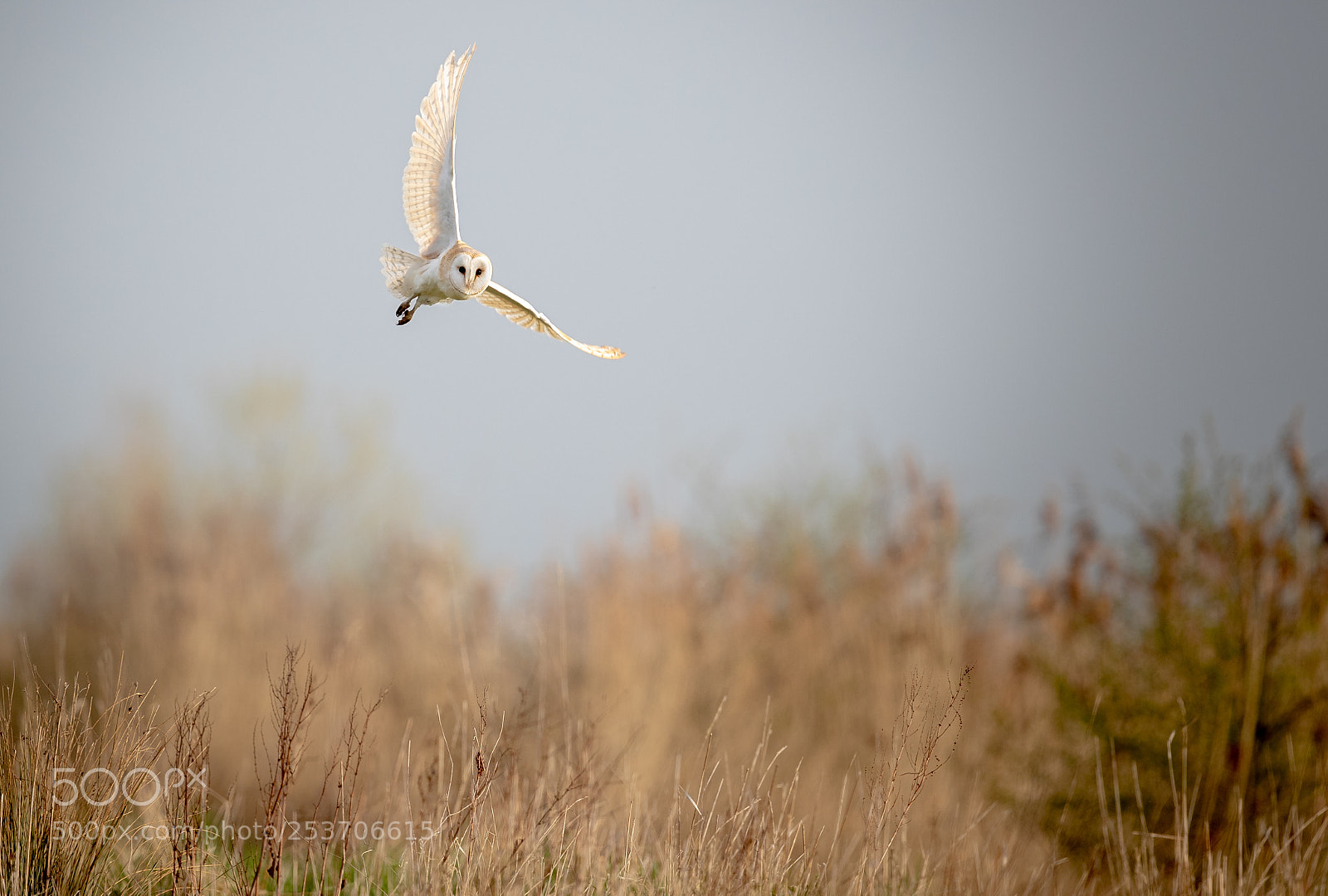 Canon EOS-1D X Mark II sample photo. Barn owl hunting photography