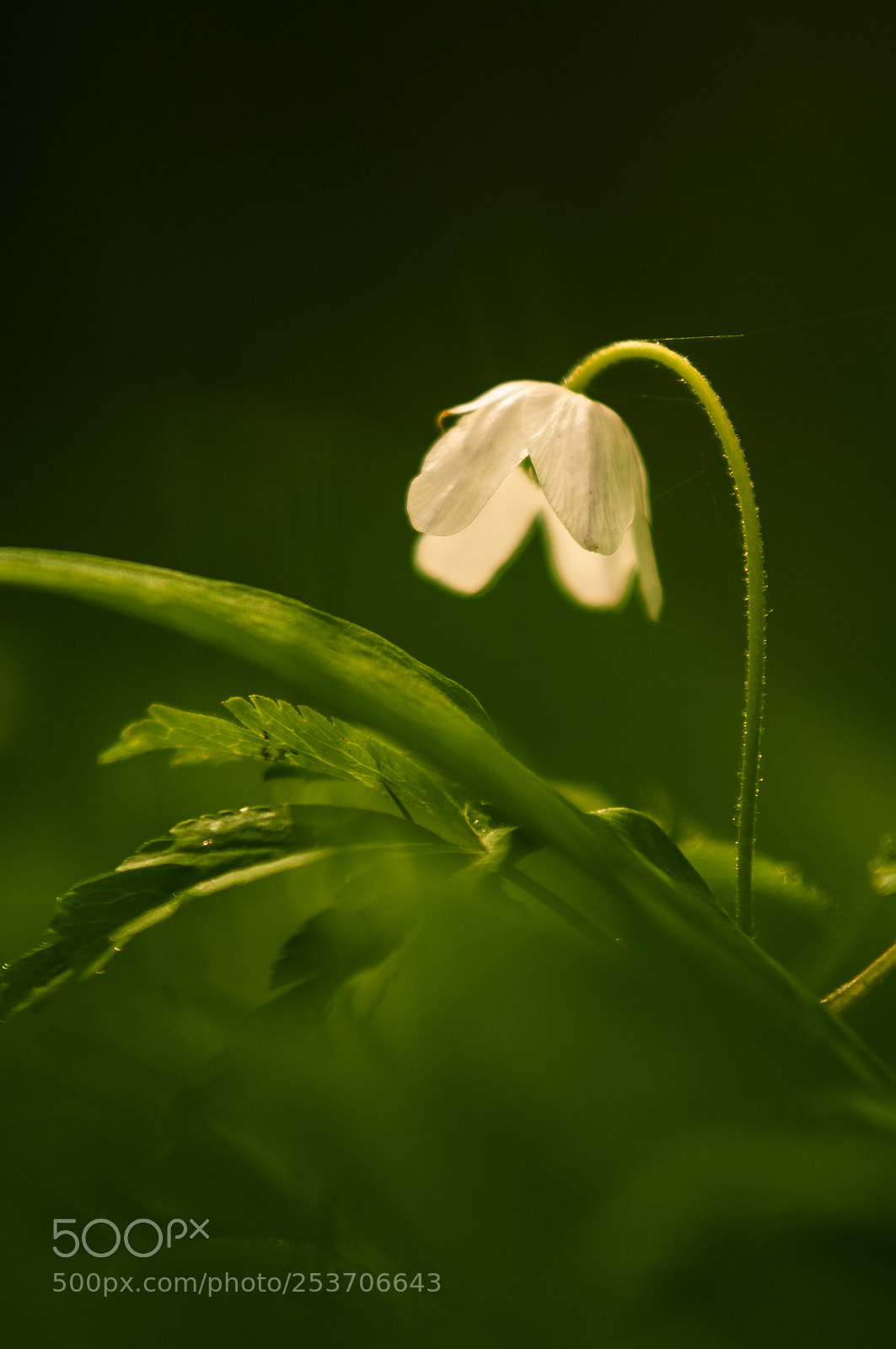 Nikon D300 sample photo. Buschwindröschen photography