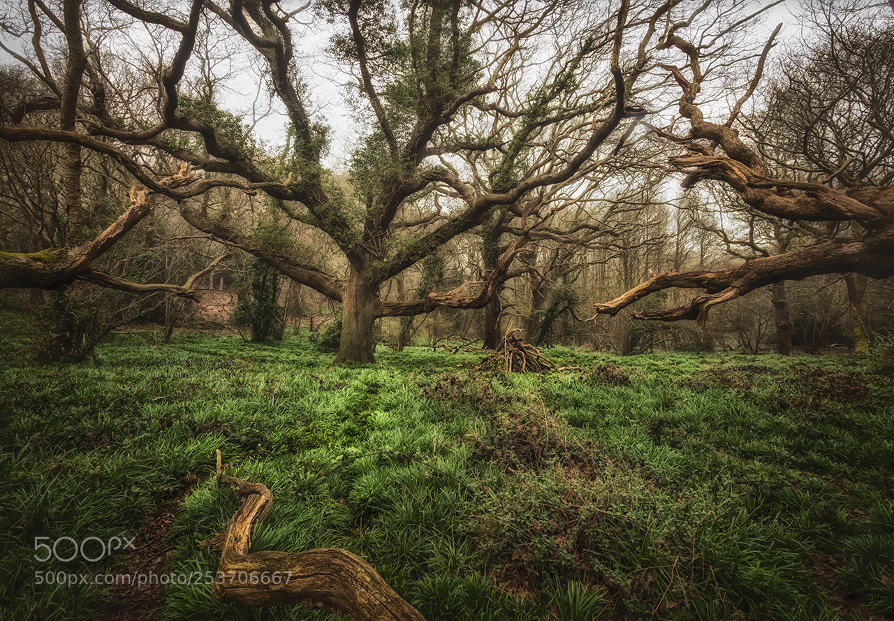 Panasonic Lumix DC-G9 sample photo. Spooky borthwood copse, isle photography
