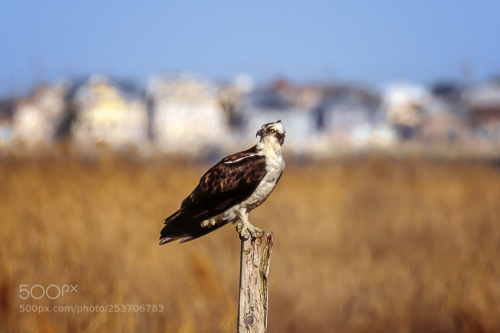 Canon EOS 7D Mark II sample photo. Osprey photography