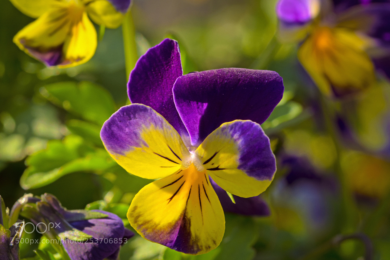 Nikon D7100 sample photo. Viola photography