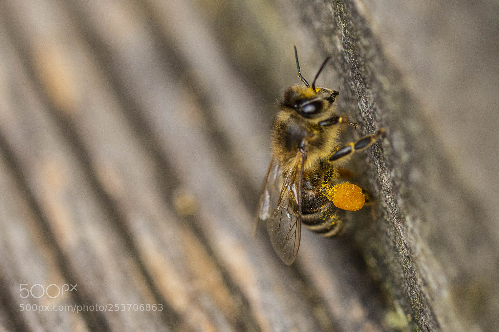Canon EOS 700D (EOS Rebel T5i / EOS Kiss X7i) sample photo. Bee in front of photography