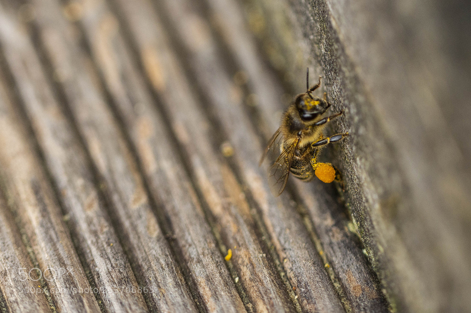 Canon EOS 700D (EOS Rebel T5i / EOS Kiss X7i) sample photo. Bee in front of photography