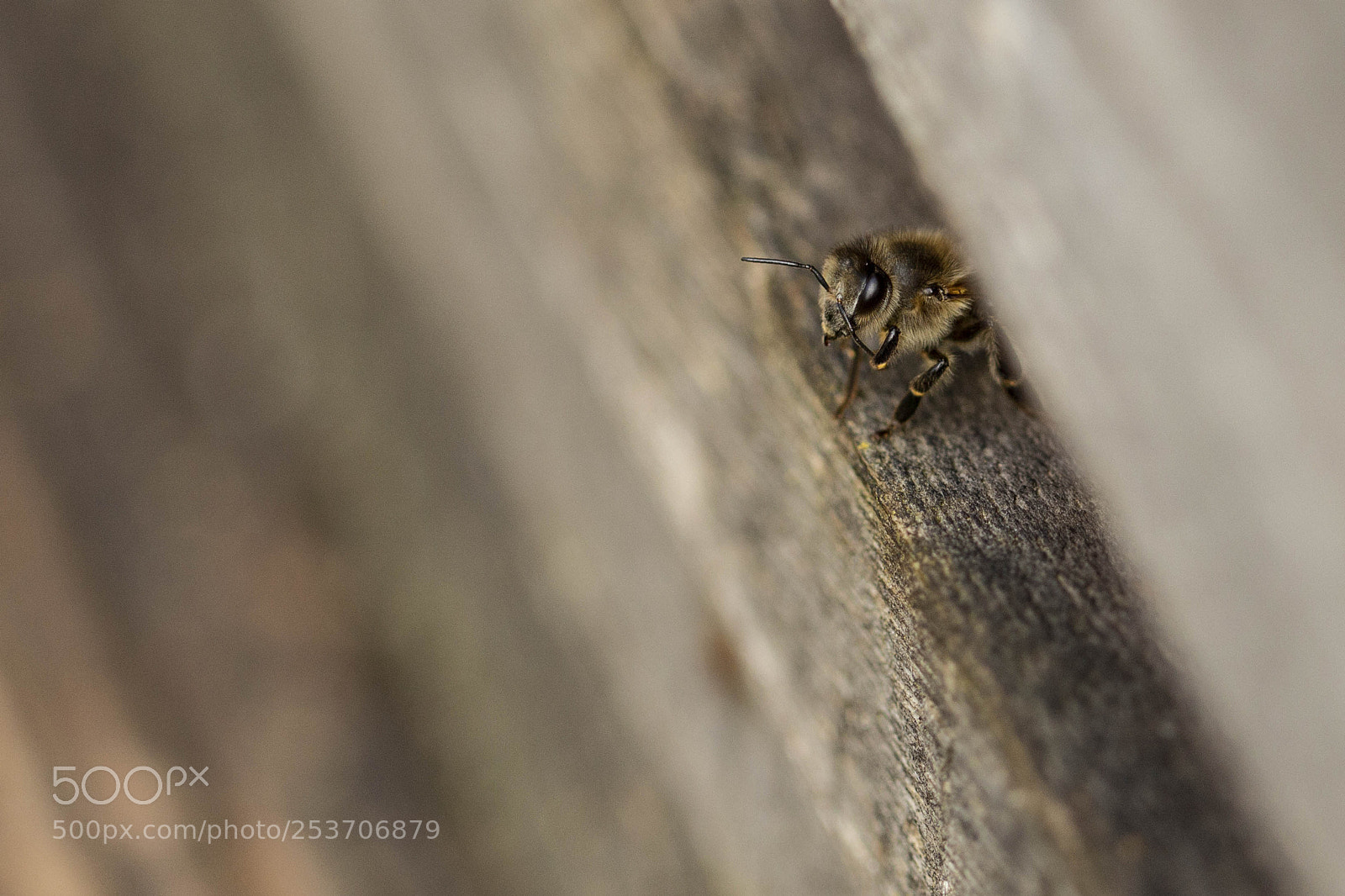 Canon EOS 700D (EOS Rebel T5i / EOS Kiss X7i) sample photo. Bee in front of photography