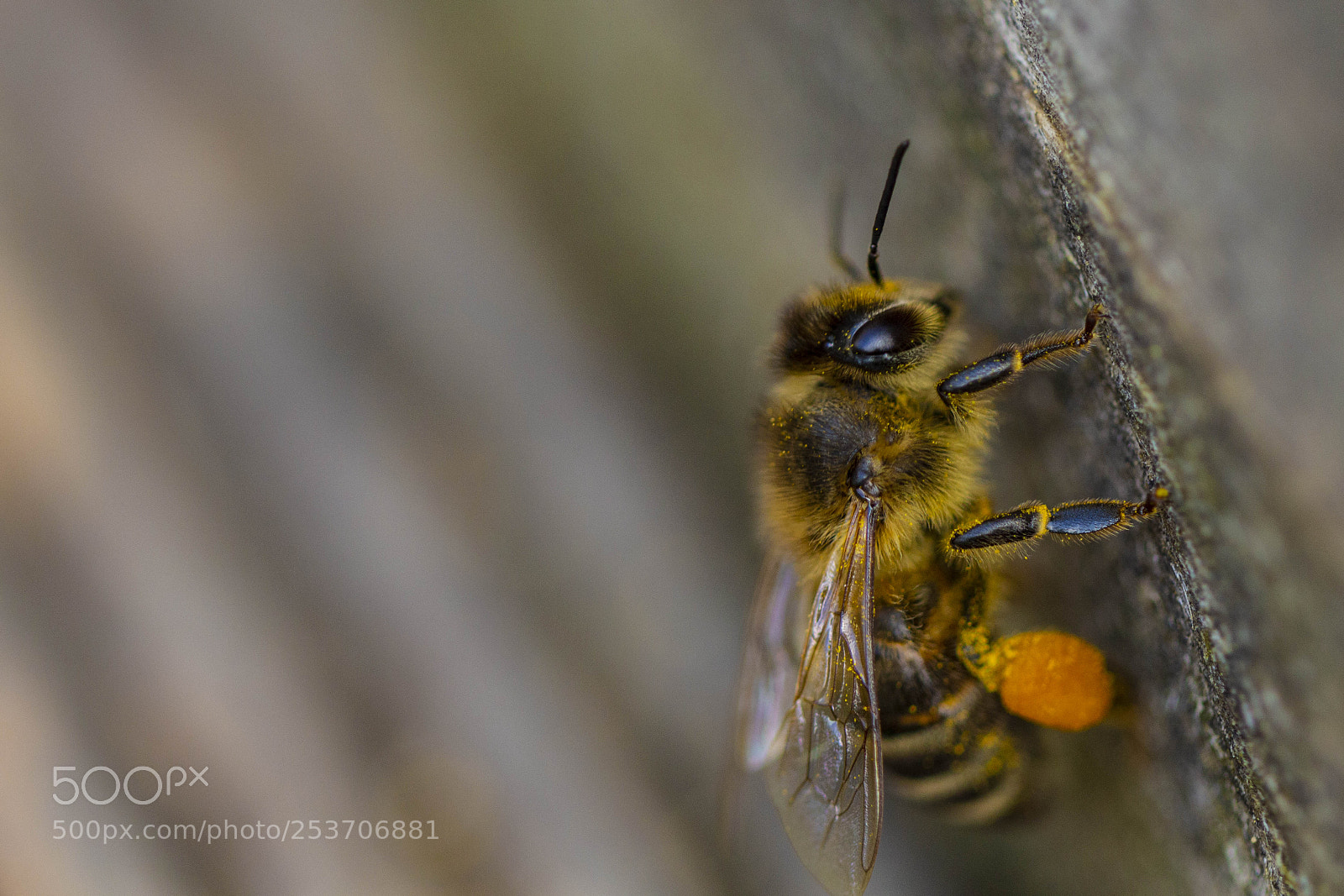 Canon EOS 700D (EOS Rebel T5i / EOS Kiss X7i) sample photo. Bee in front of photography