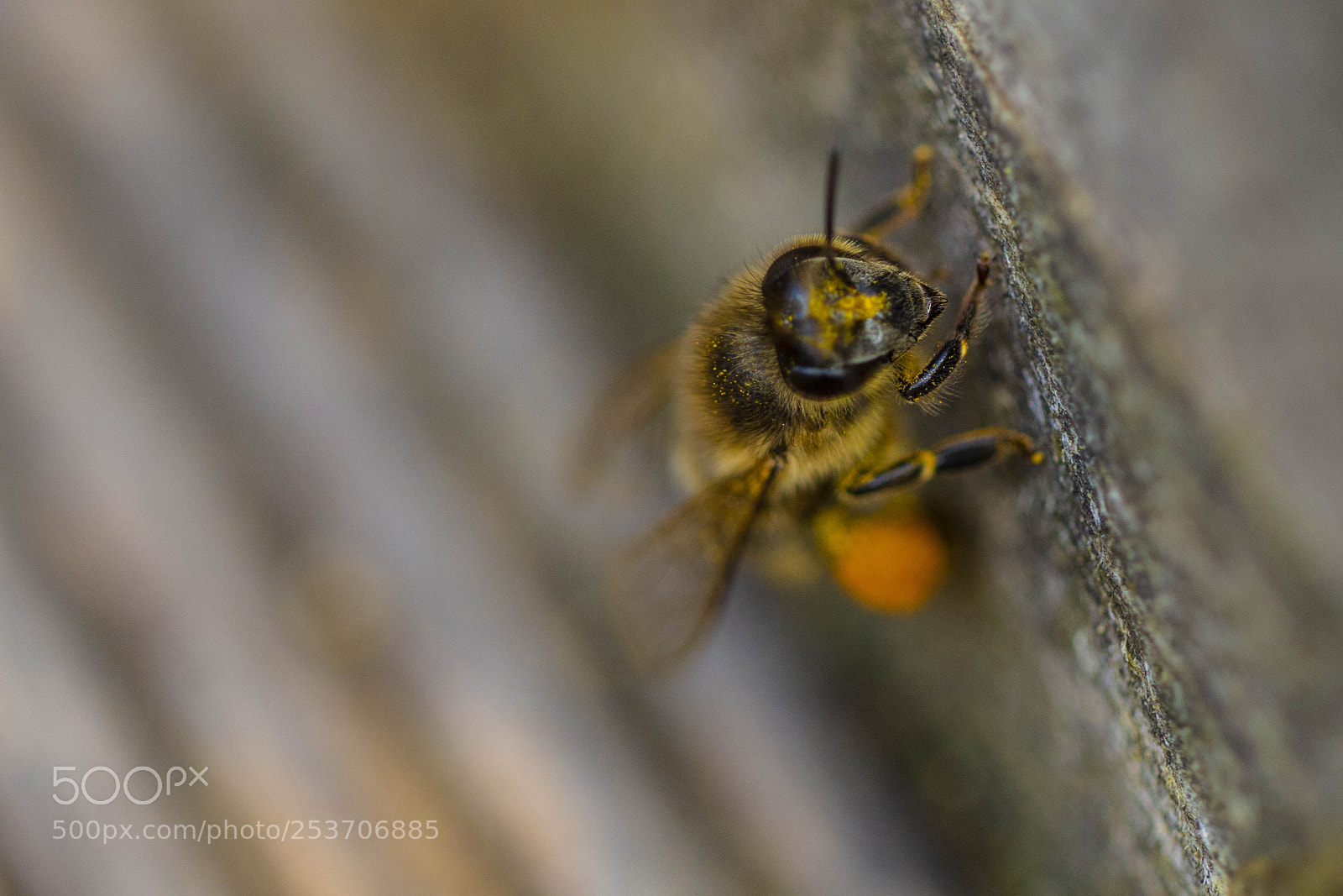 Canon EOS 700D (EOS Rebel T5i / EOS Kiss X7i) sample photo. Bee in front of photography