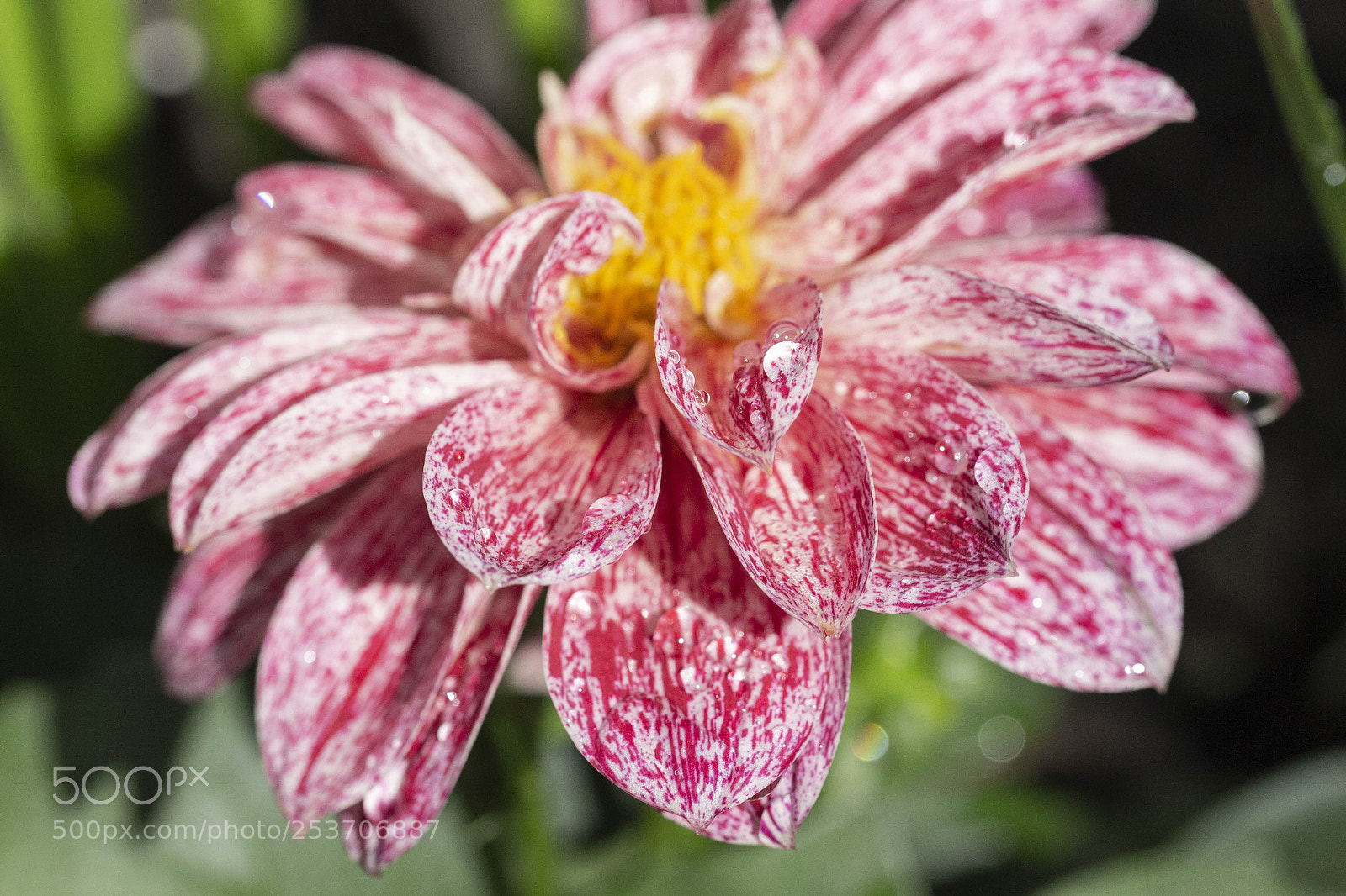 Canon EOS 700D (EOS Rebel T5i / EOS Kiss X7i) sample photo. Flower close up photography