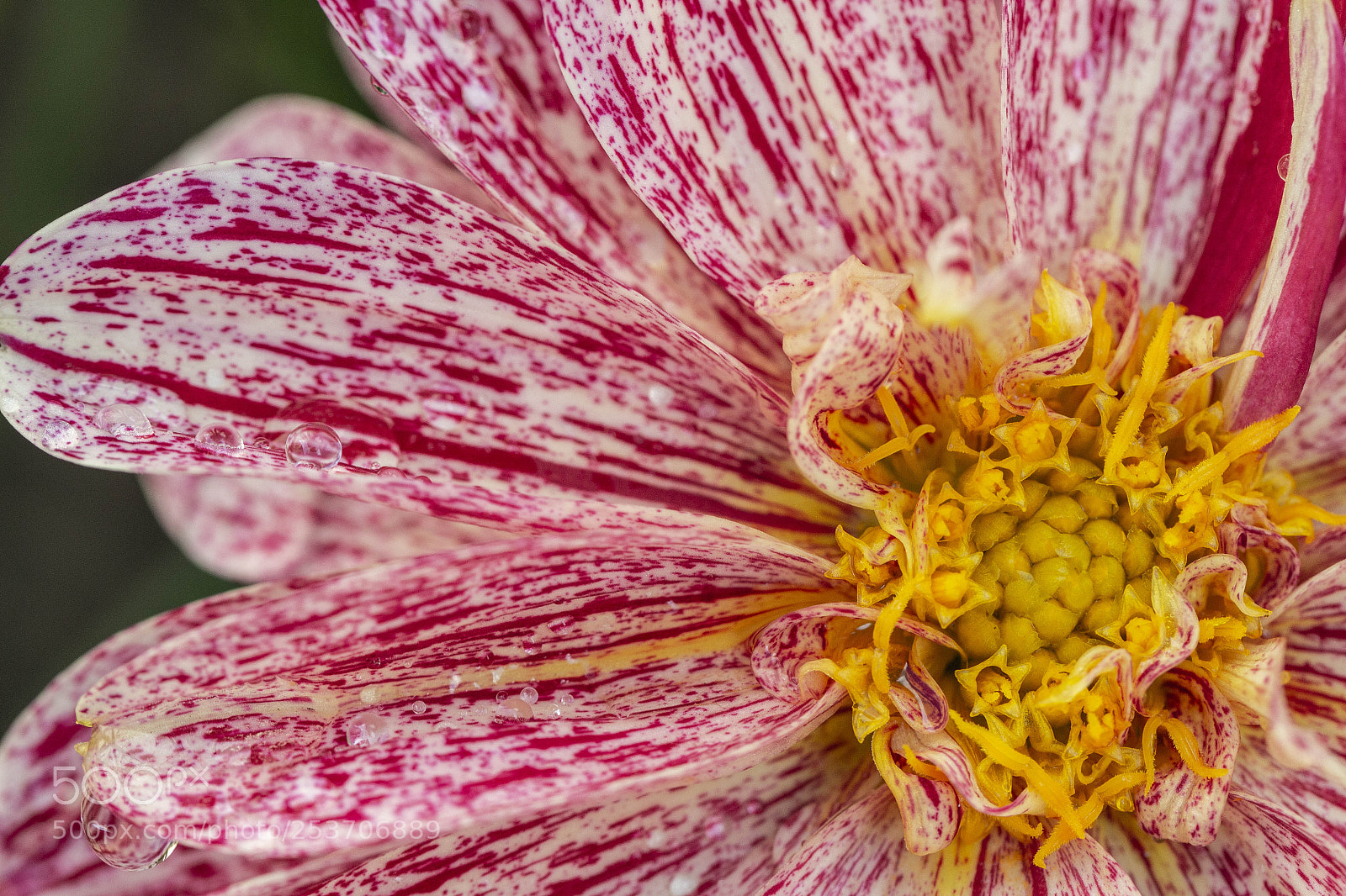 Canon EOS 700D (EOS Rebel T5i / EOS Kiss X7i) sample photo. Flower close up photography