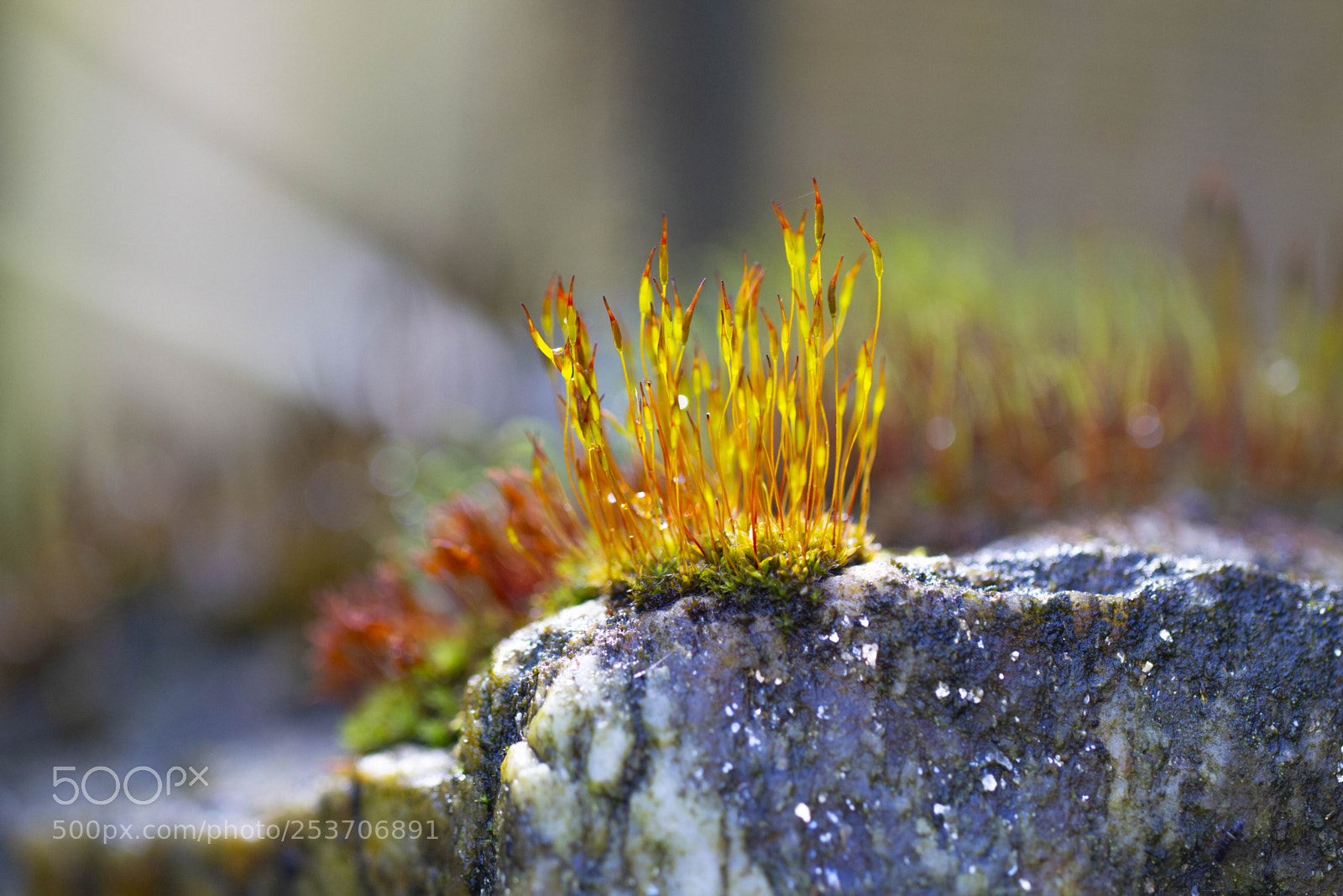 Canon EOS 700D (EOS Rebel T5i / EOS Kiss X7i) sample photo. Moss photography