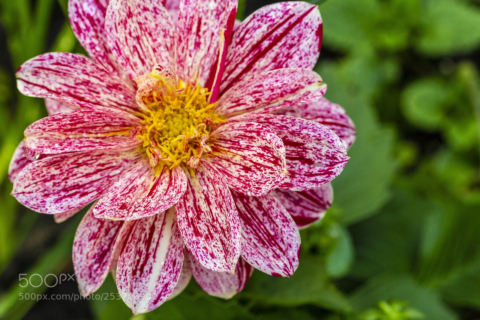 Canon EOS 700D (EOS Rebel T5i / EOS Kiss X7i) sample photo. Flower close up photography