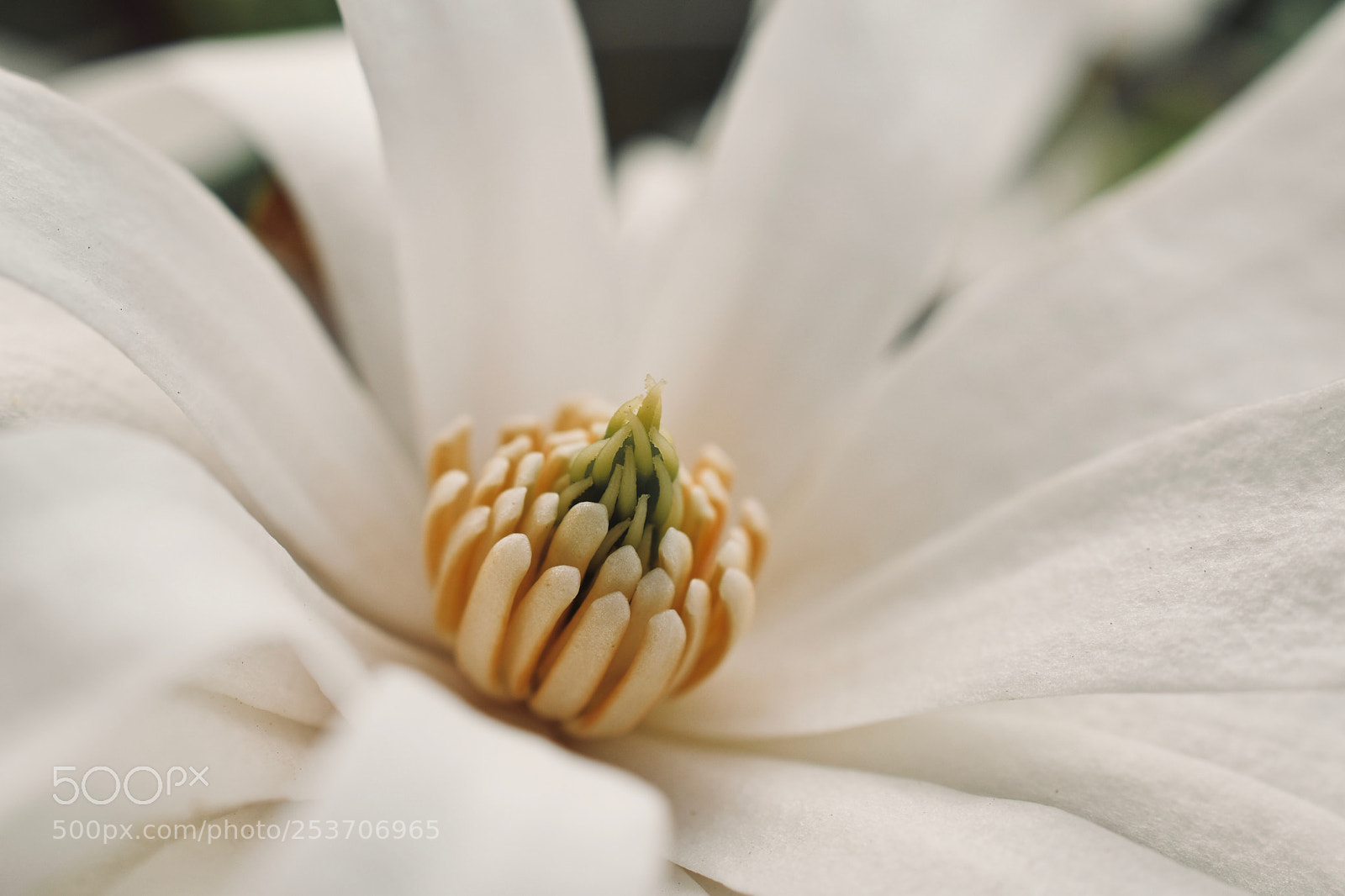 Nikon D5600 sample photo. -:- photography