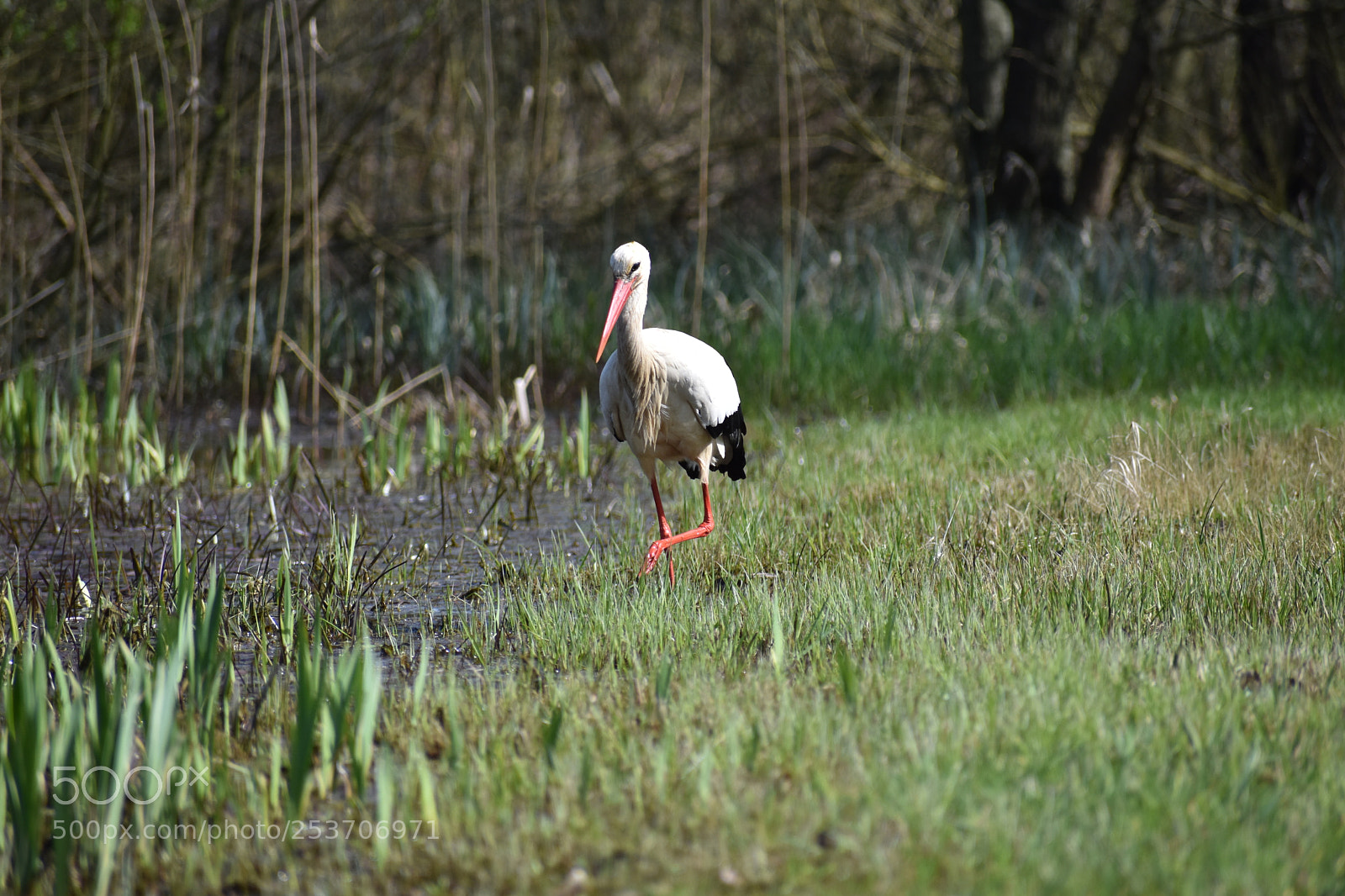 Nikon D3400 sample photo. Stork photography