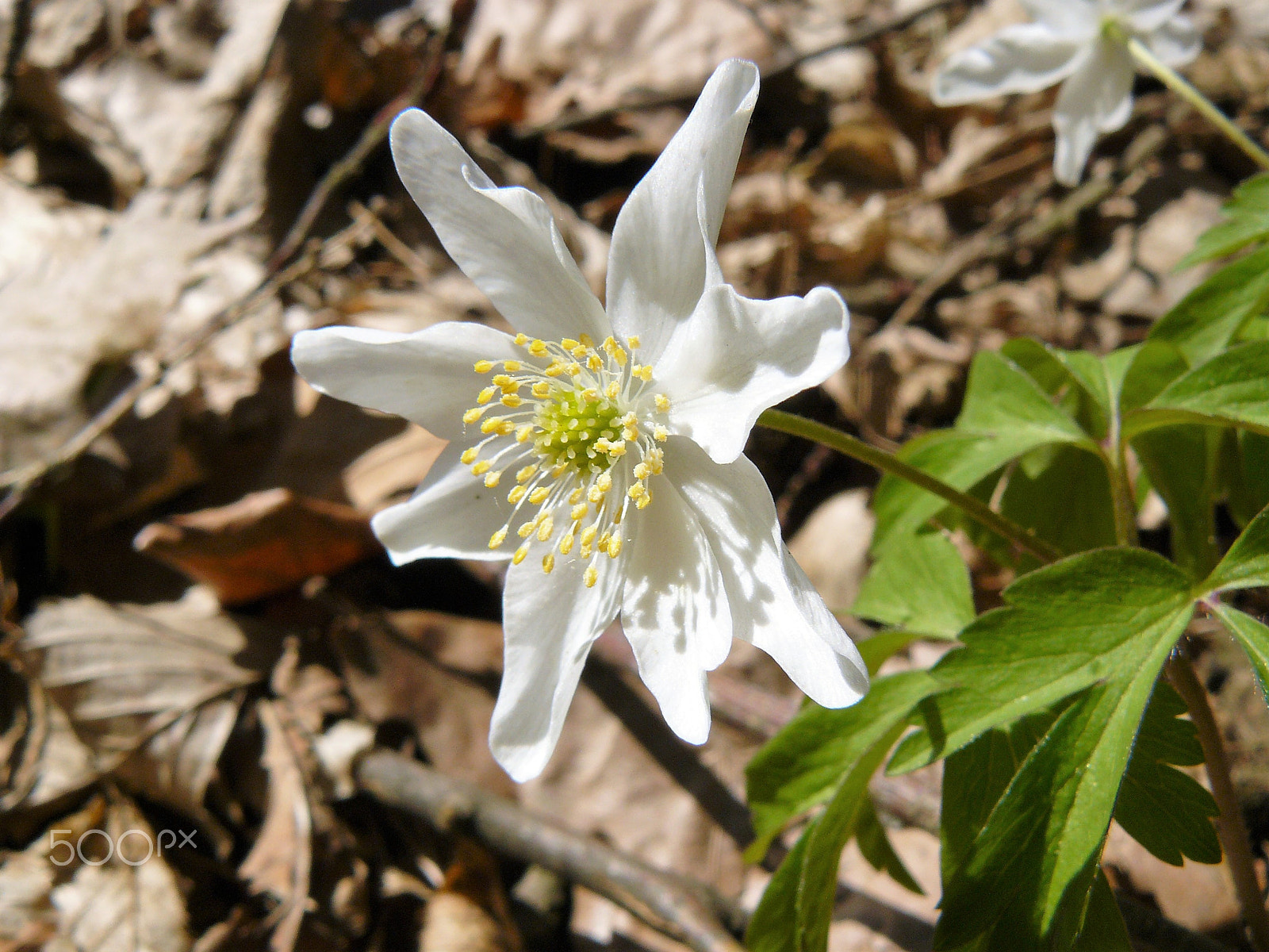 Panasonic DMC-FZ8 sample photo. Zawilec gajowy (anemone nemorosa l) photography