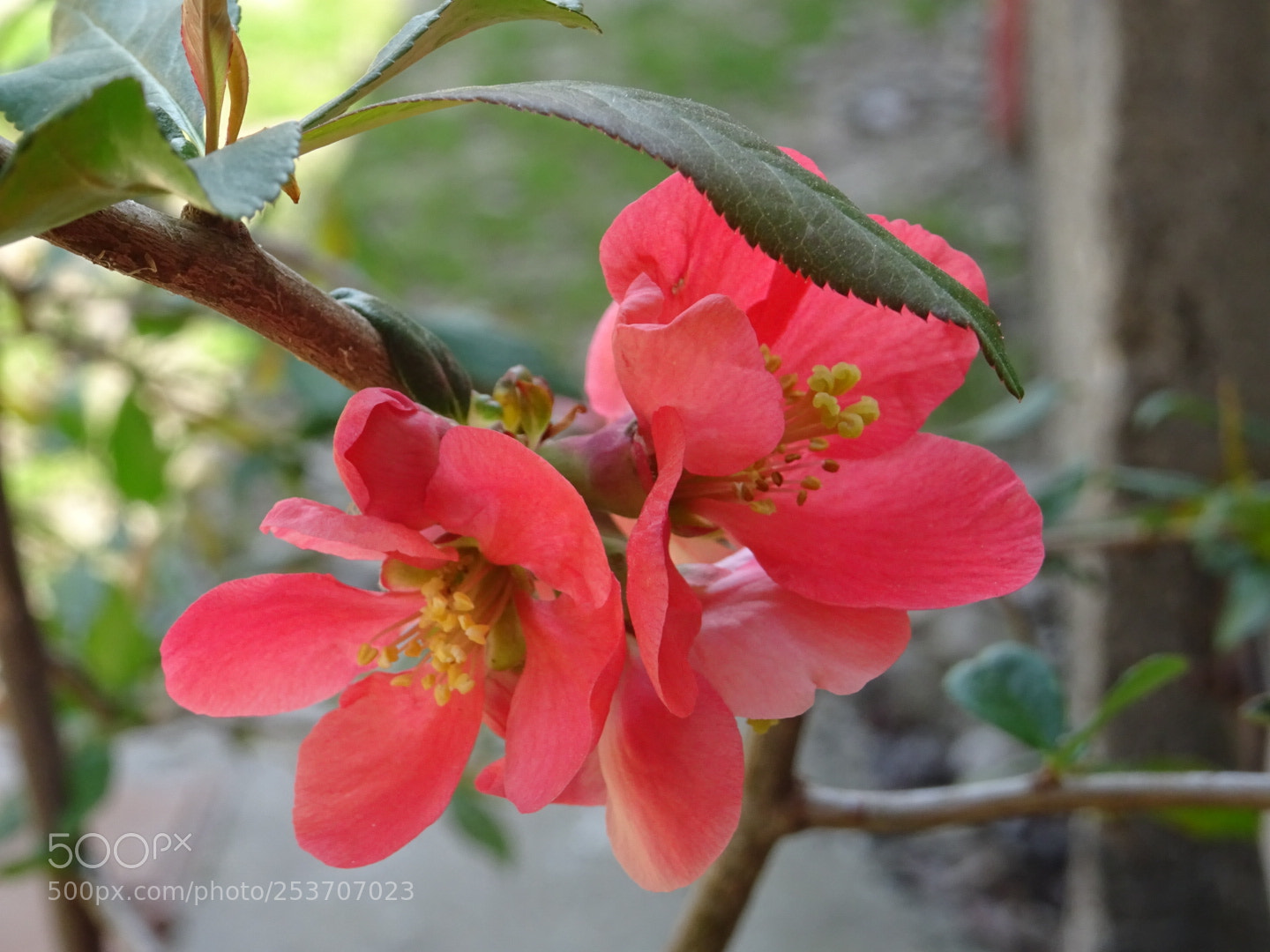 Sony DSC-HX60 sample photo. Untitled photography