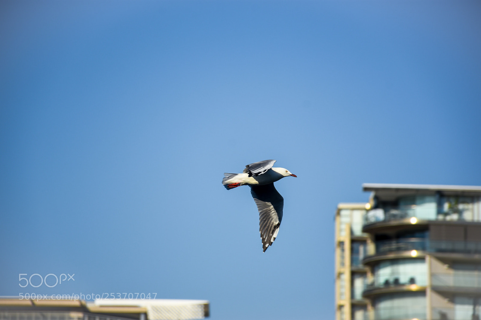 Nikon D7200 sample photo. Bird in the blue photography