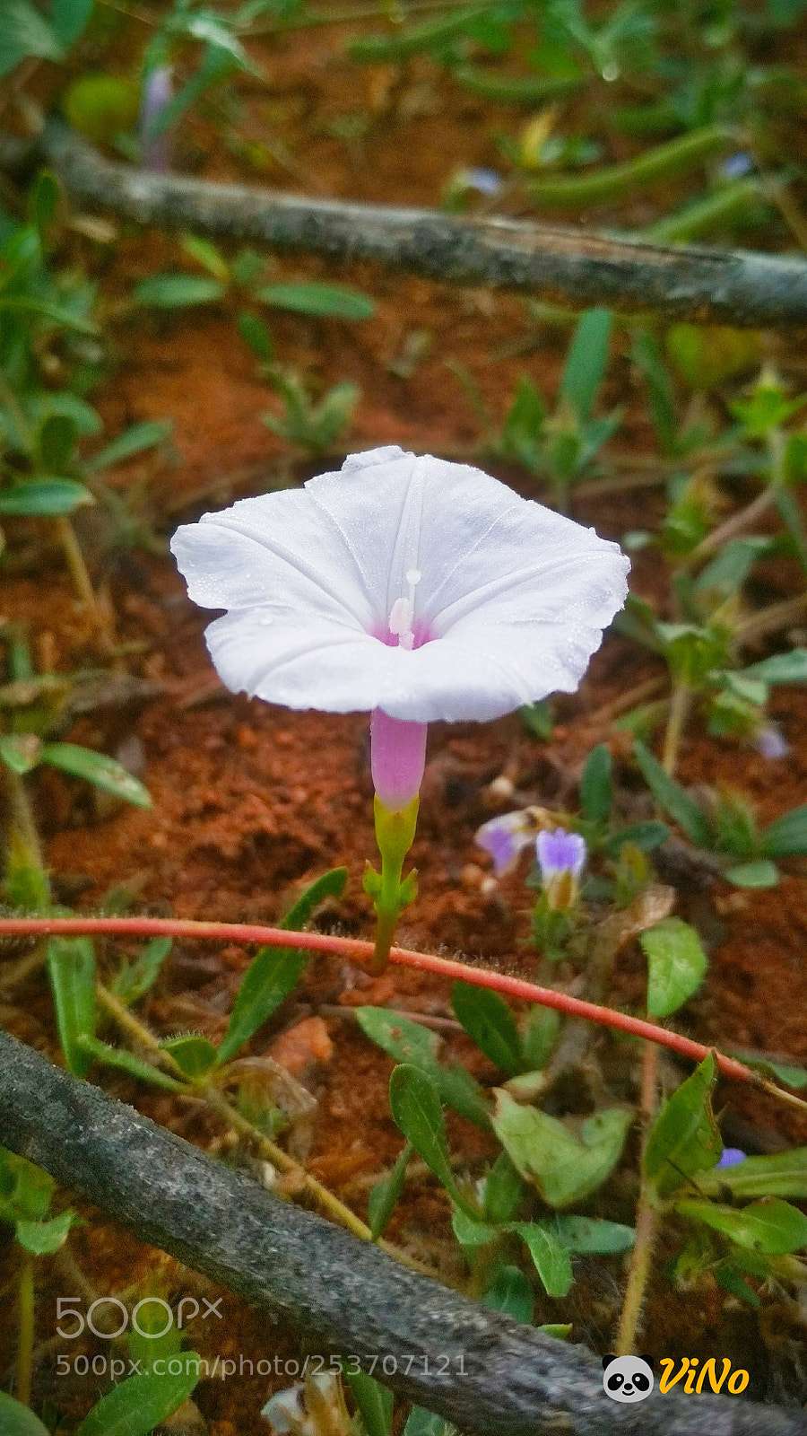Xiaomi Redmi 4 Pro sample photo. Stand alone against your photography