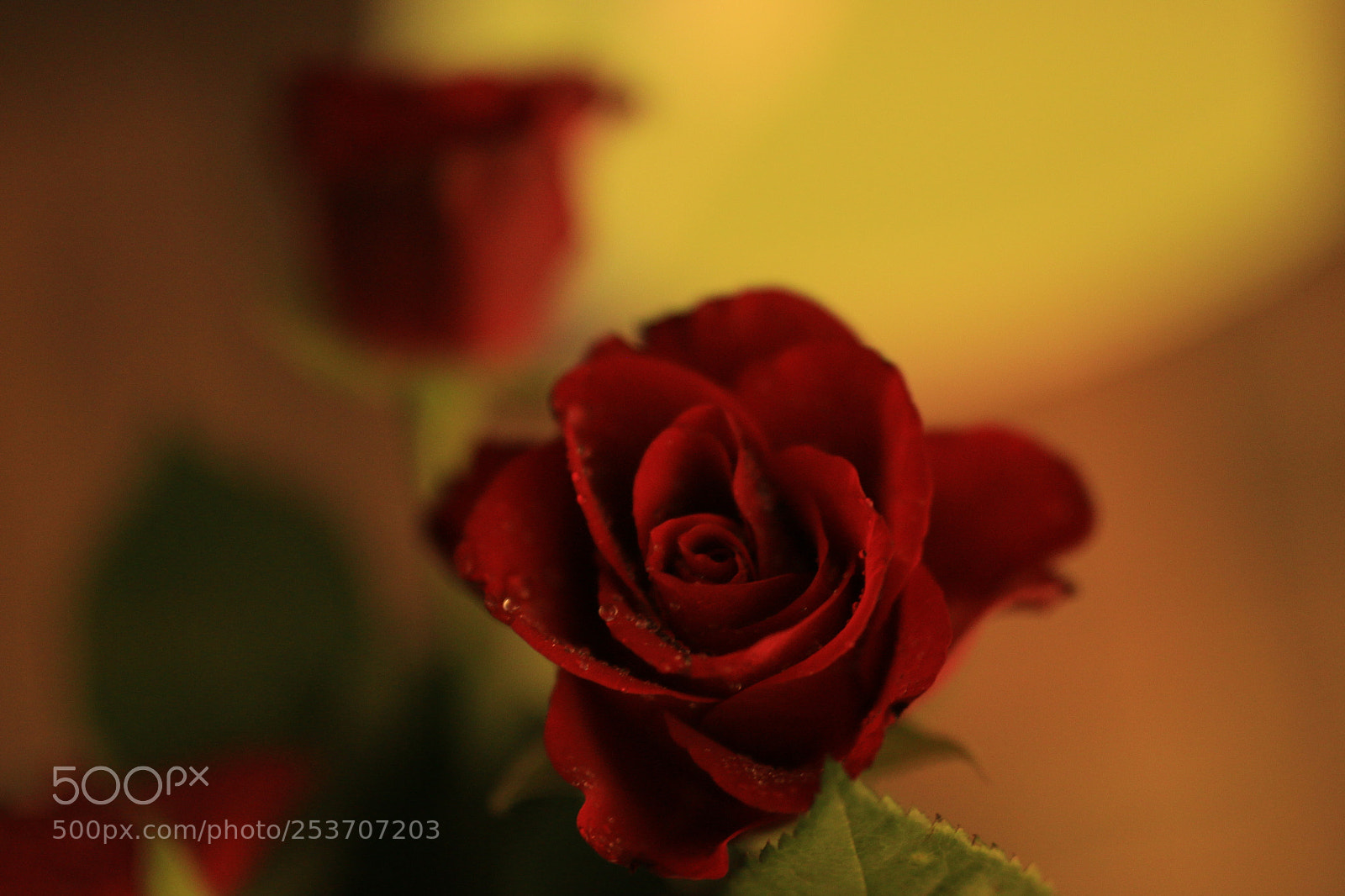 Canon EOS 70D sample photo. Beautiful rose.. photography