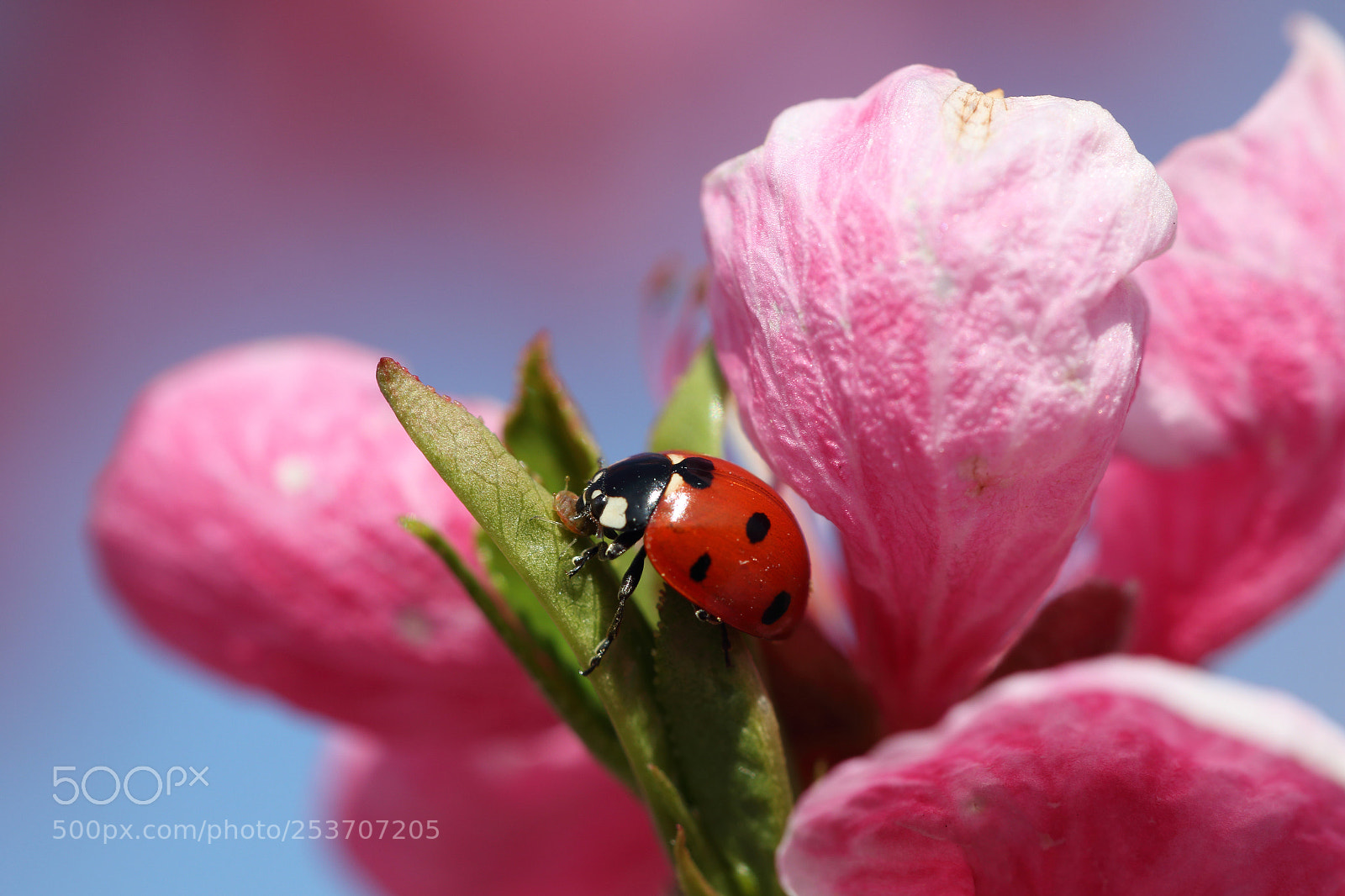 Canon EOS 70D sample photo. Ladybug's snack photography