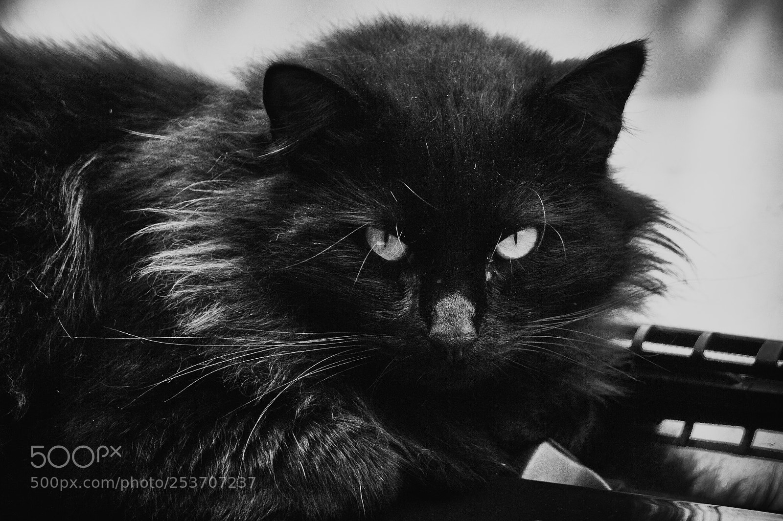 Sony a6000 sample photo. Neron the cat photography