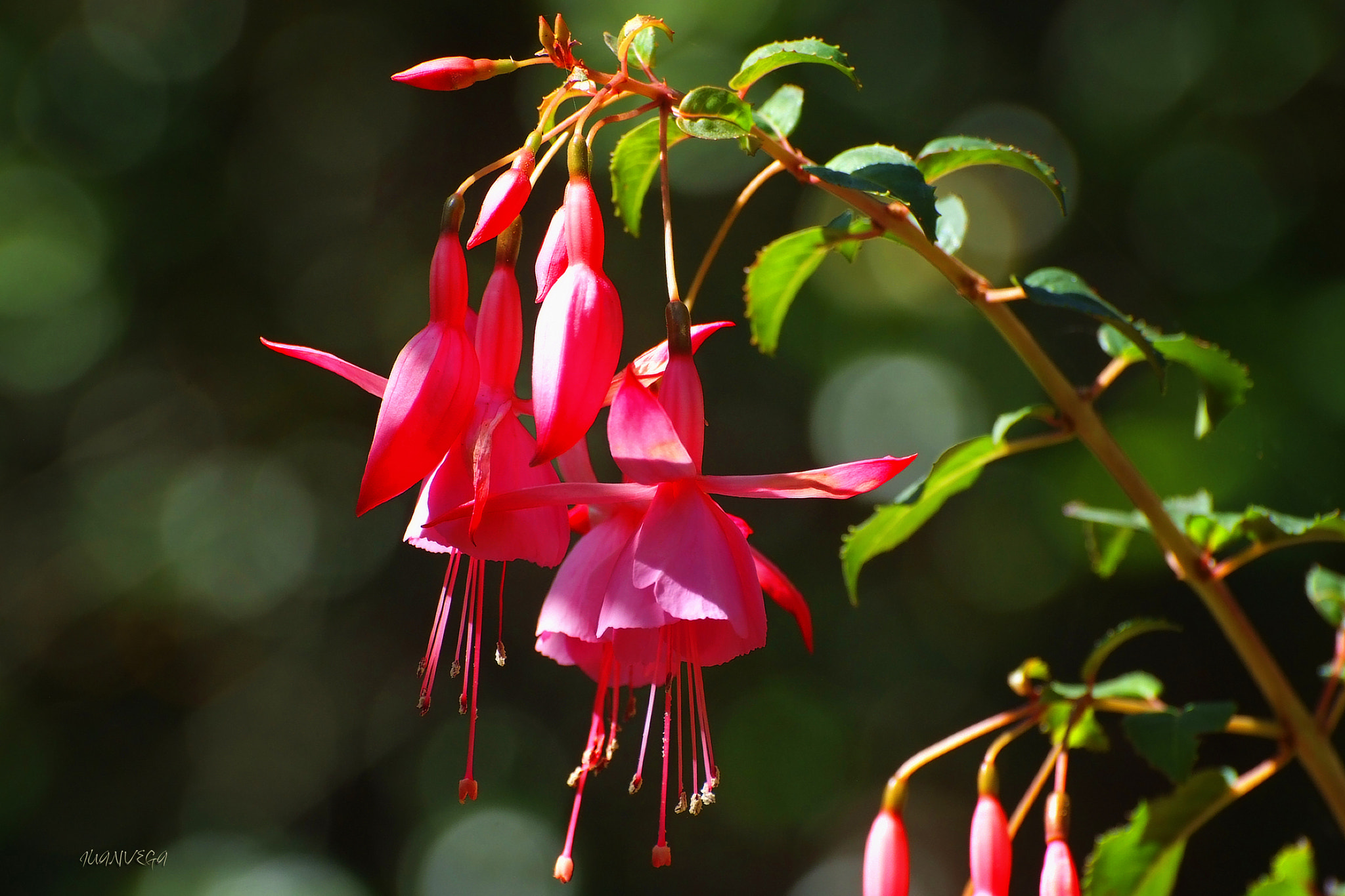 Fujifilm FinePix S5 Pro sample photo. Flores photography