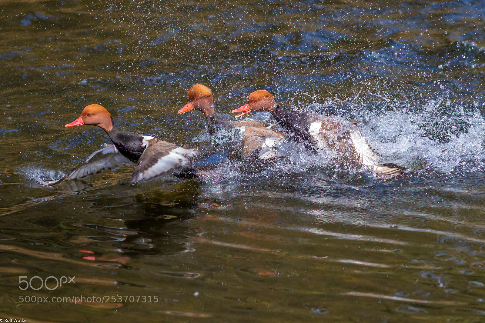Canon EOS 7D Mark II sample photo. Action auf dem ententeich photography