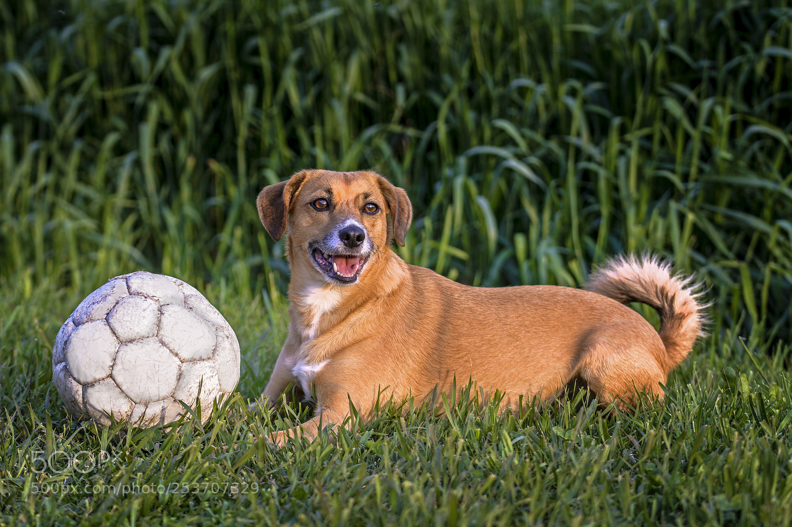 Nikon D7100 sample photo. My ginger photography