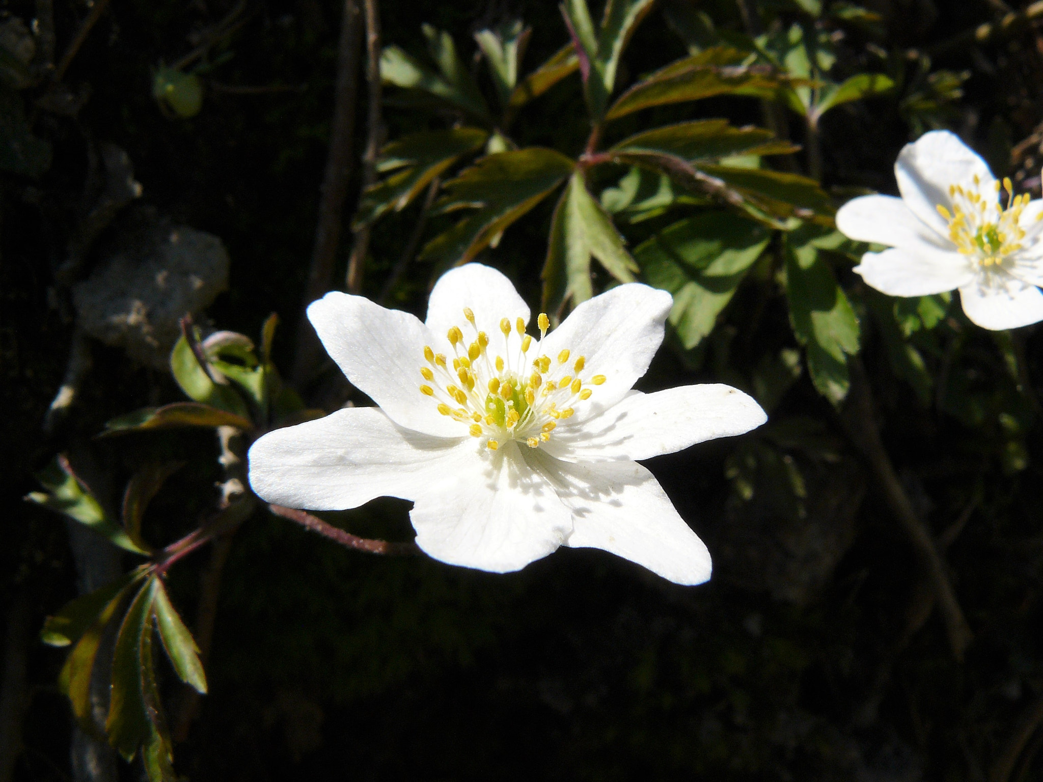 Panasonic DMC-FZ8 sample photo. Anemone nemorosa l photography