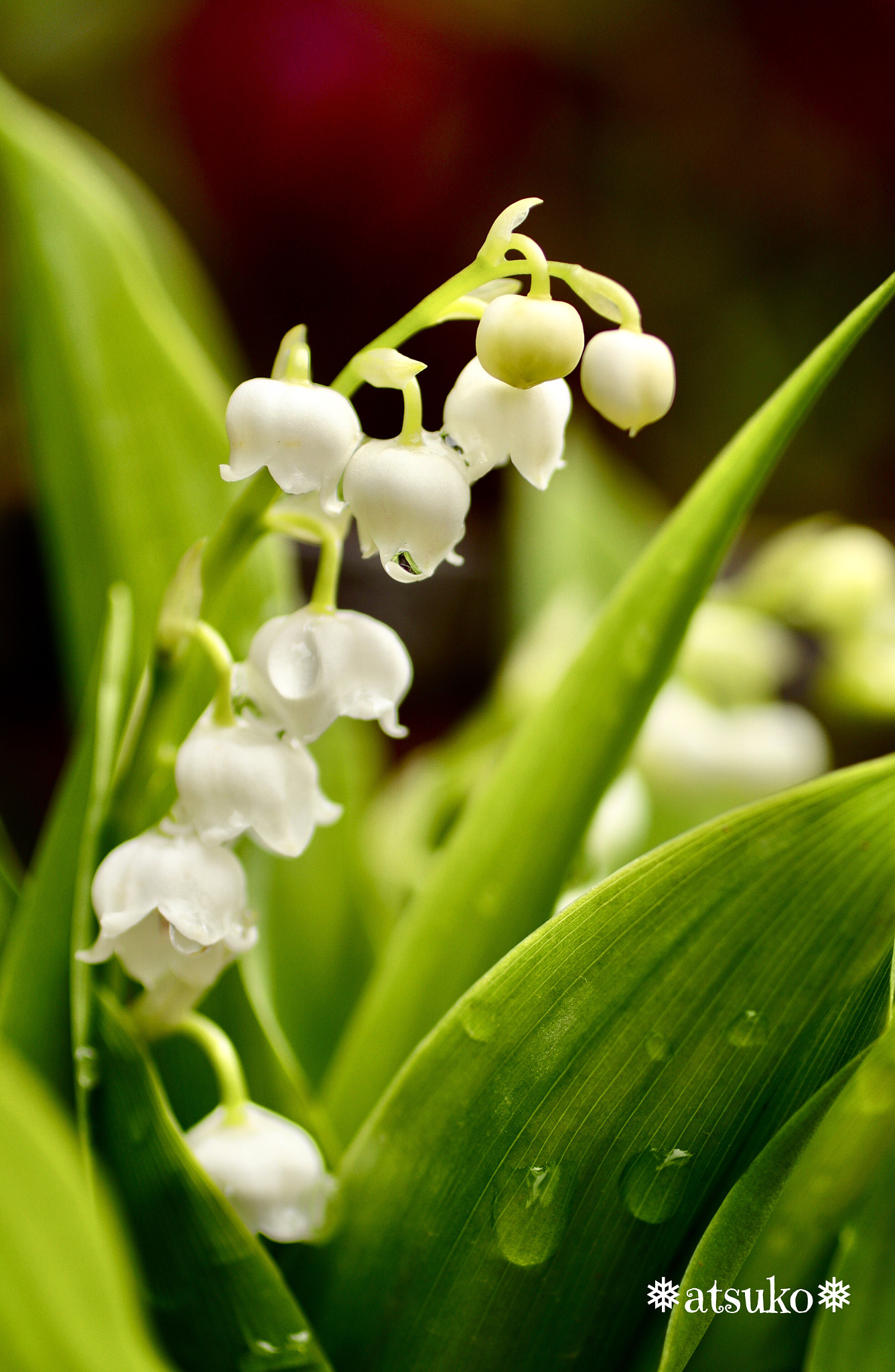 Canon EOS 200D (EOS Rebel SL2 / EOS Kiss X9) sample photo. Lily of the valley 2 photography