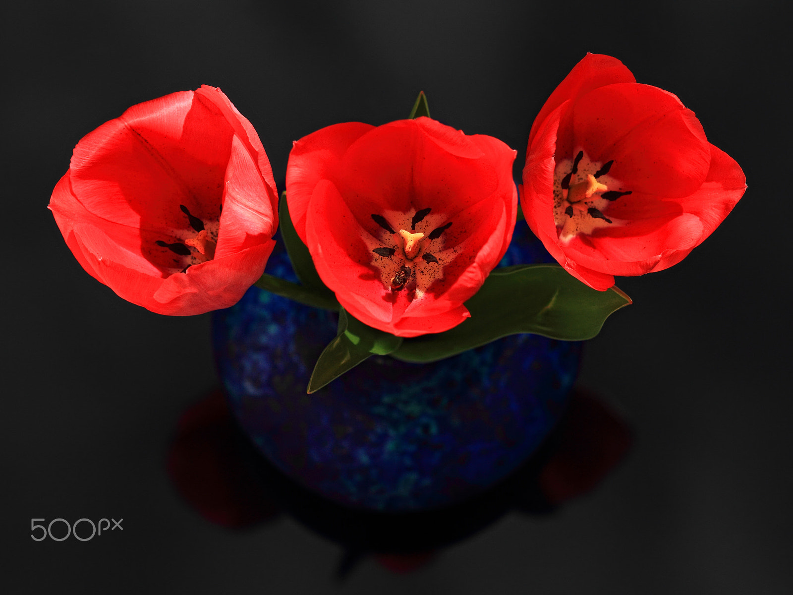 Canon EF 85mm F1.8 USM sample photo. Three graces in red photography