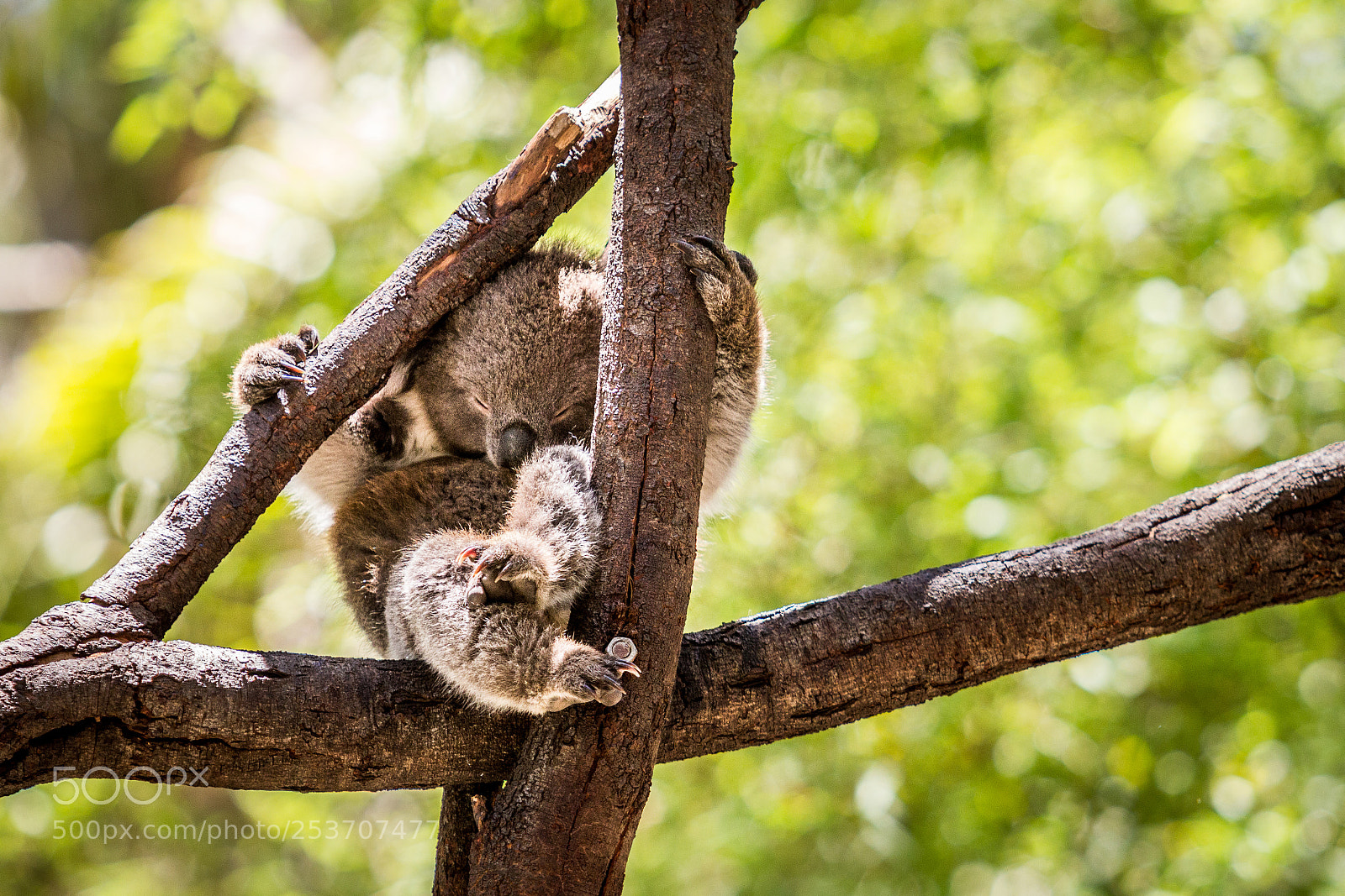 Canon EOS 600D (Rebel EOS T3i / EOS Kiss X5) sample photo. Sleeping koala photography