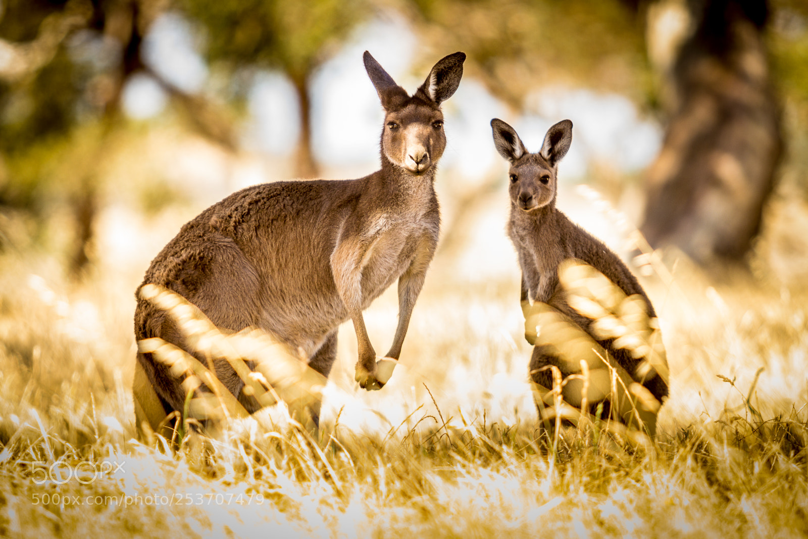 Canon EOS 600D (Rebel EOS T3i / EOS Kiss X5) sample photo. Wild mother & baby kangaroos photography
