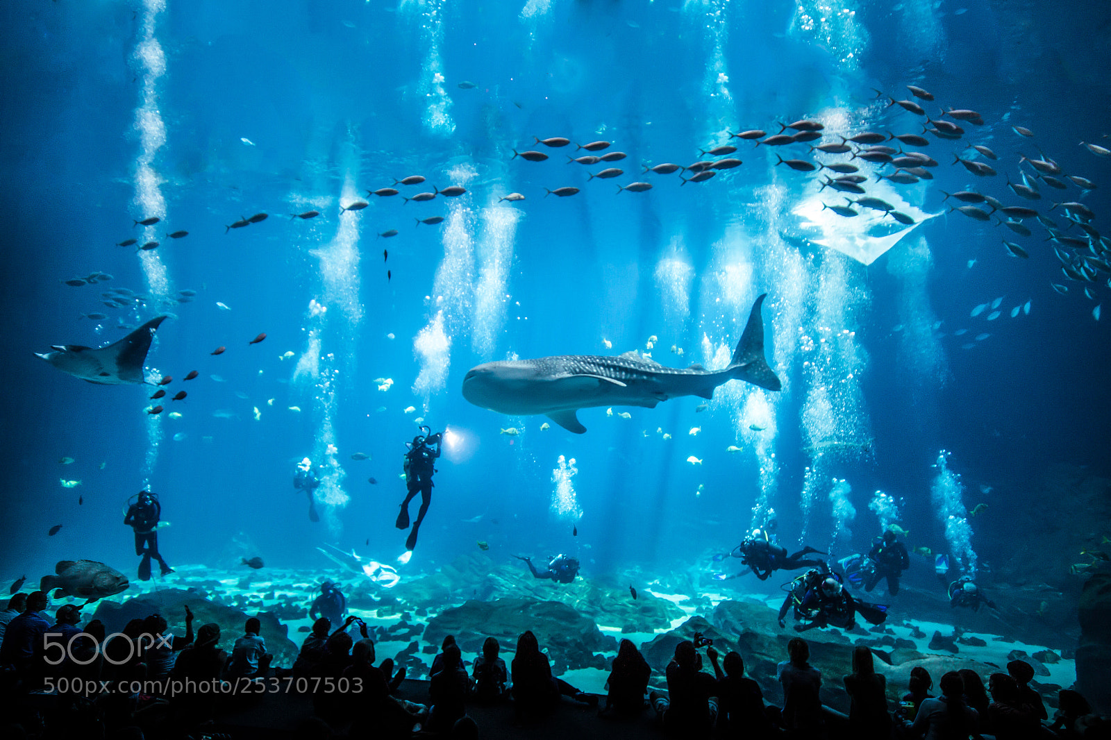 Canon EOS 600D (Rebel EOS T3i / EOS Kiss X5) sample photo. Atlanta aquarium whale sharks photography