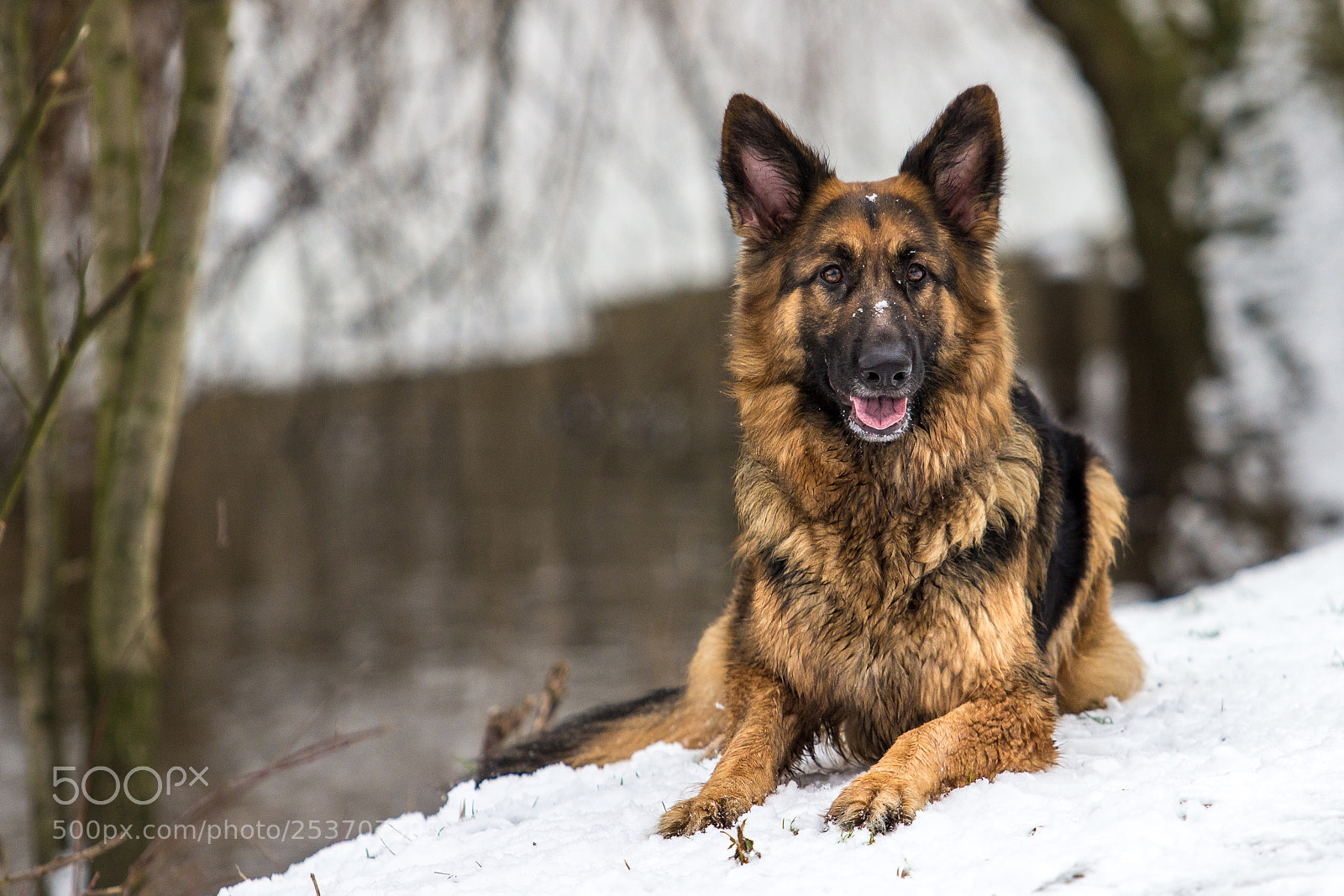 Canon EOS 600D (Rebel EOS T3i / EOS Kiss X5) sample photo. German shepherd in the photography