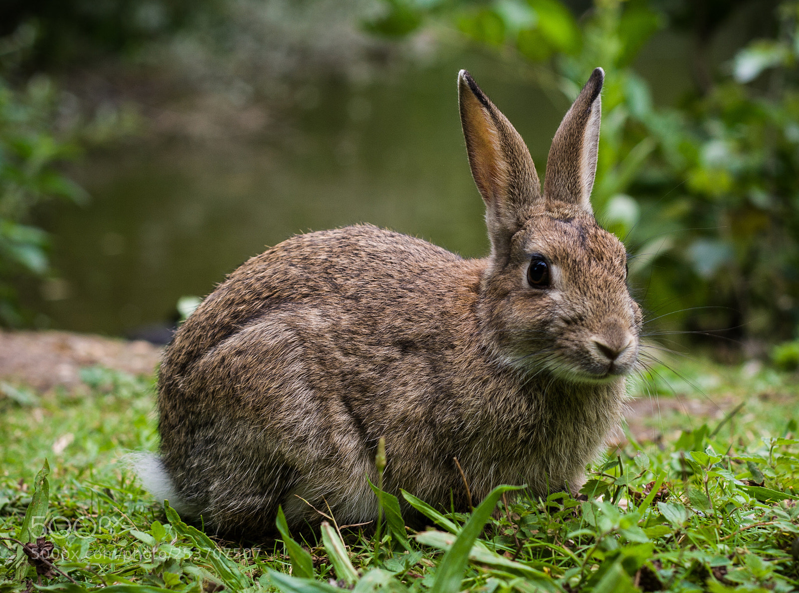 Canon EOS 400D (EOS Digital Rebel XTi / EOS Kiss Digital X) sample photo. Wild rabbit photography