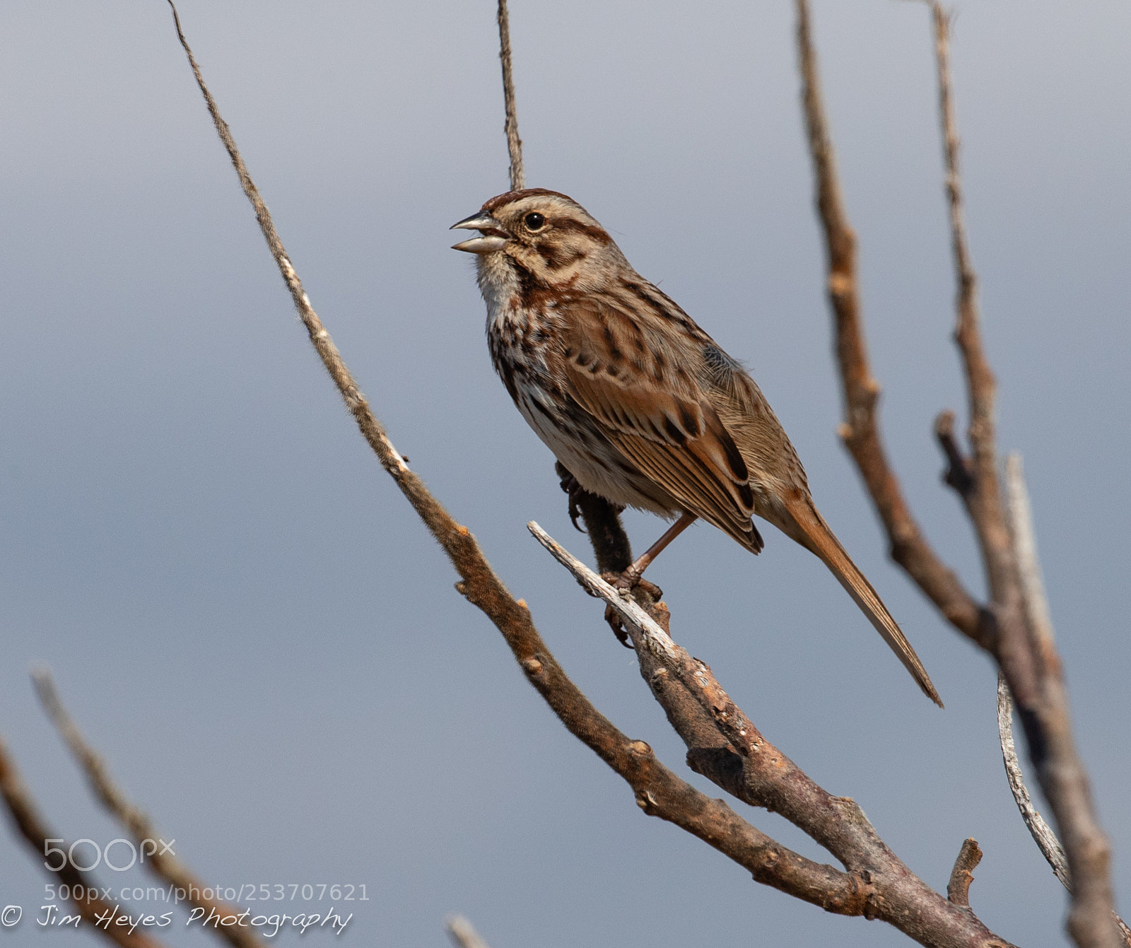 Canon EOS-1D X Mark II sample photo. Song sparrow photography