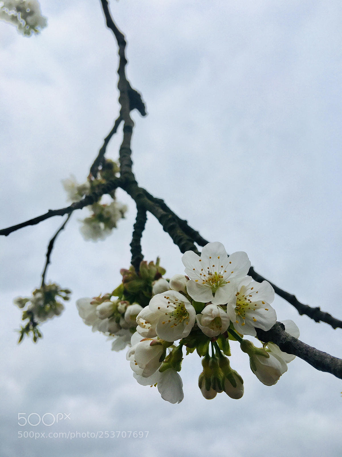 Apple iPhone 6s Plus sample photo. Untitled photography
