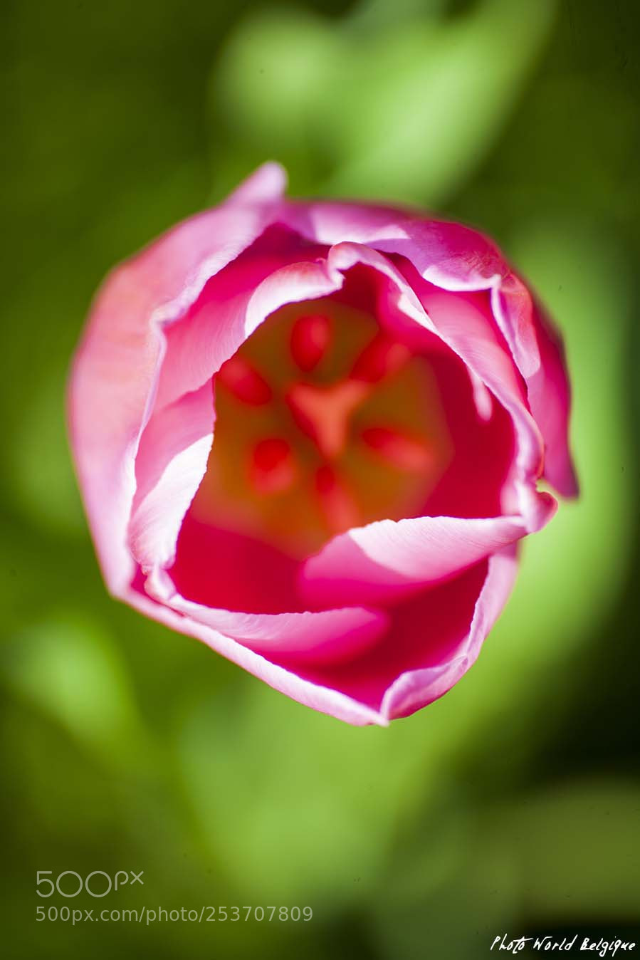 Canon EOS 5D Mark II sample photo. Fleur, flower photography