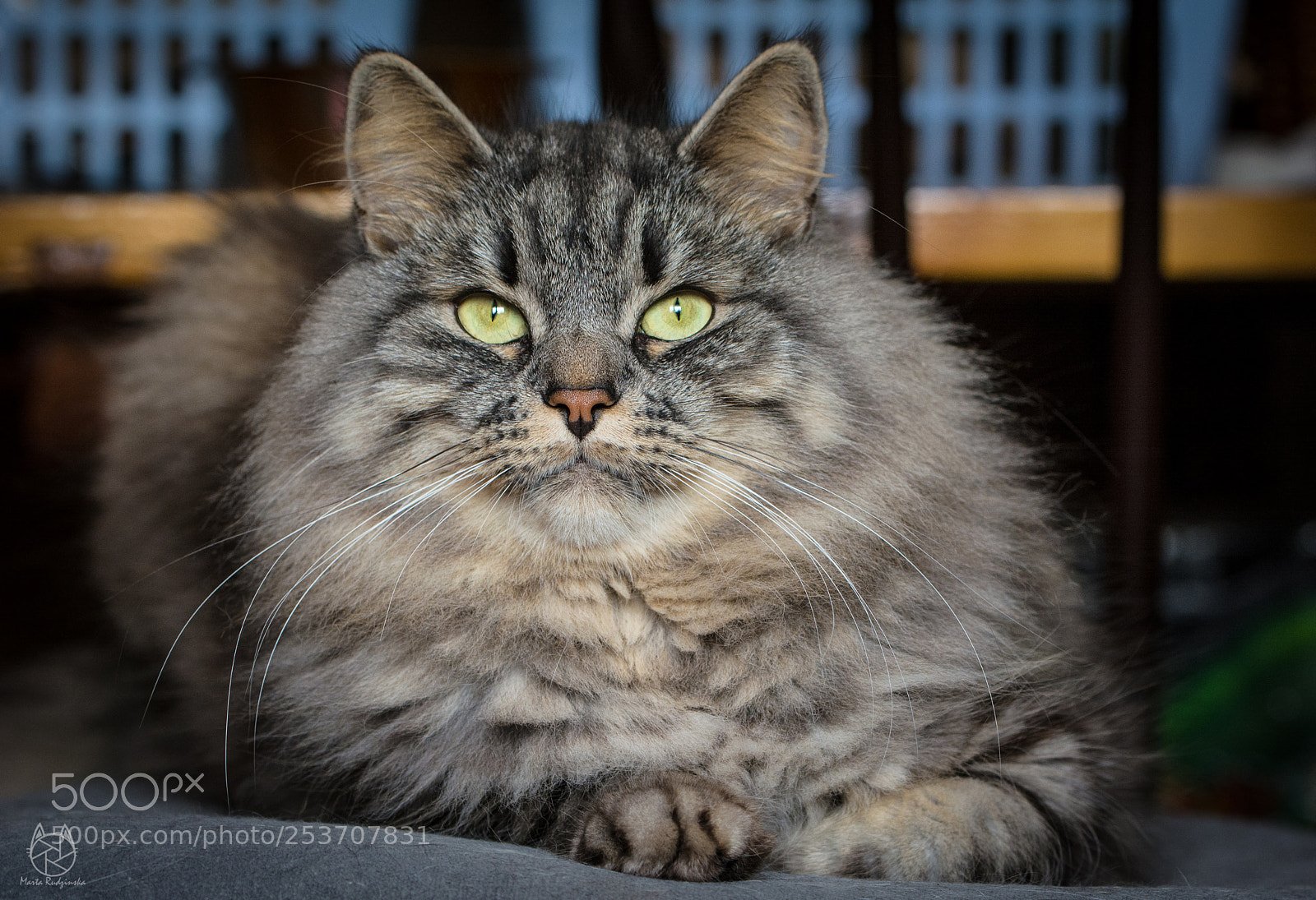 Nikon D5200 sample photo. Belial photography