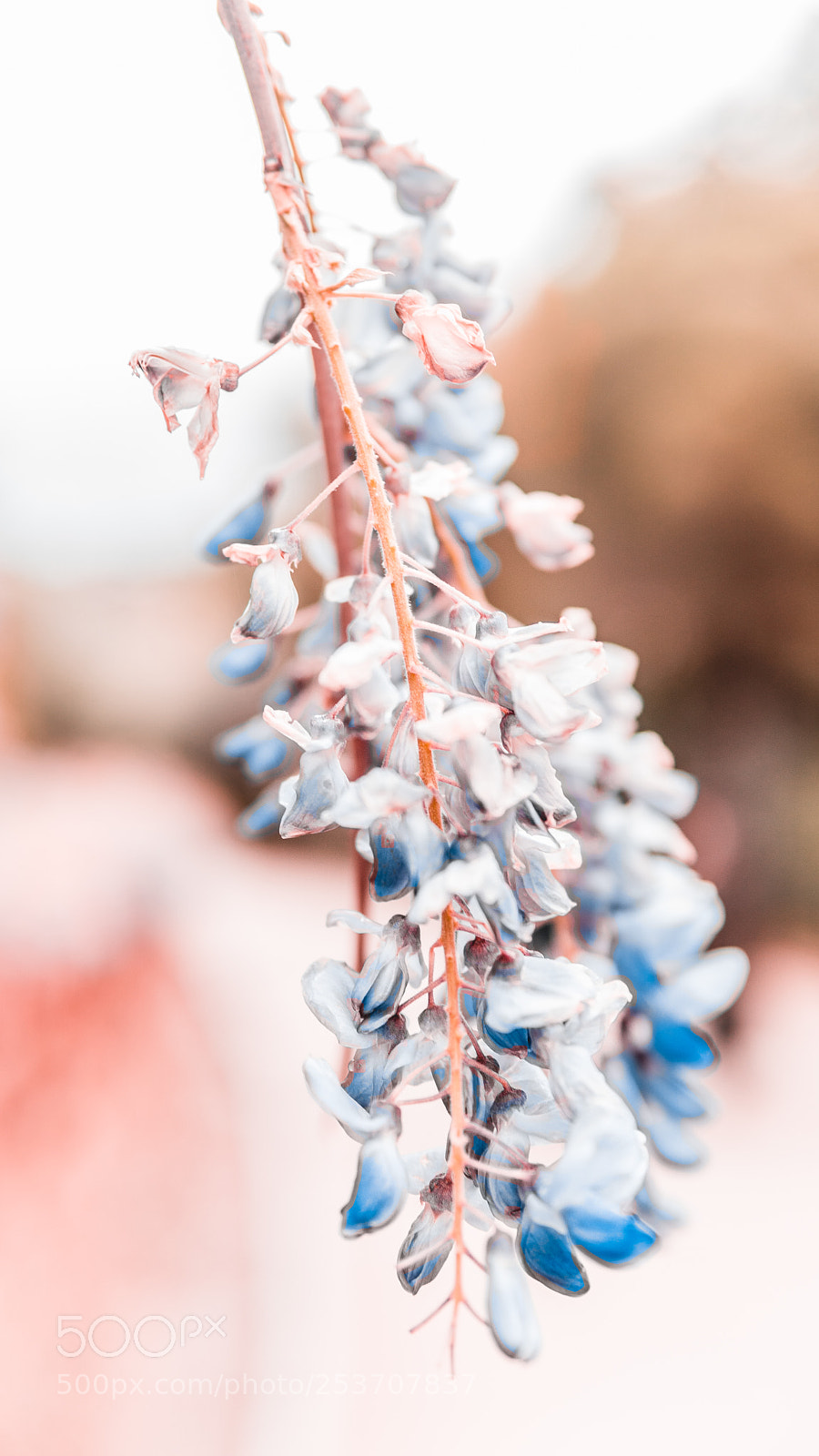 Sony a6300 sample photo. Floreal wallpaper photography