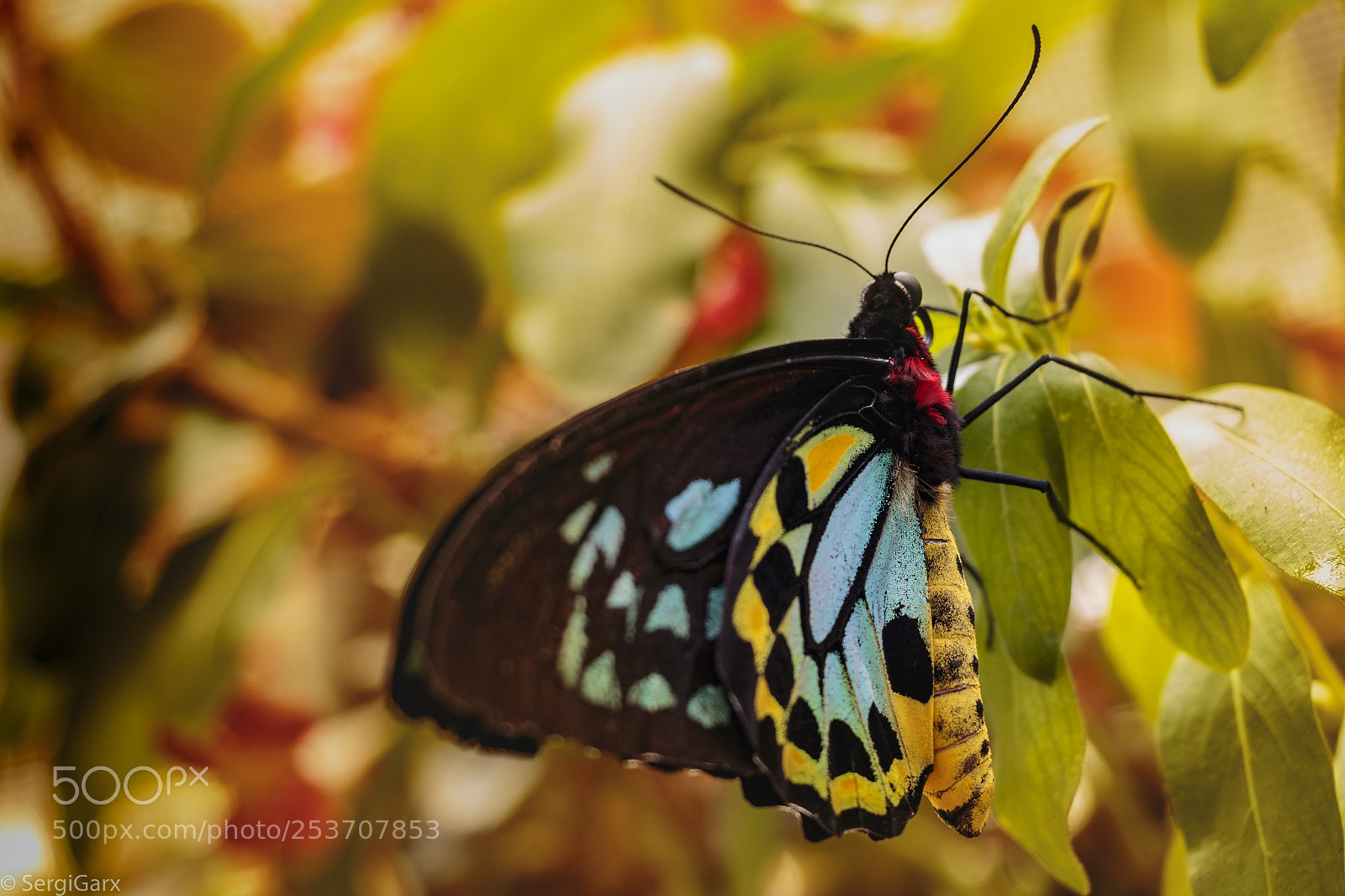 Canon EOS 70D sample photo. Butterfly in cairns australia photography