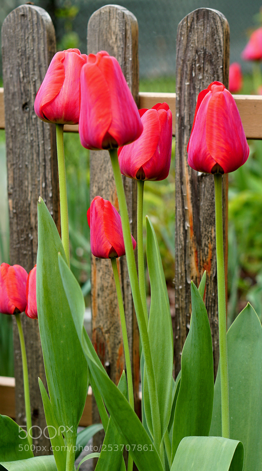 Sony a6300 sample photo. Tulips 2 photography